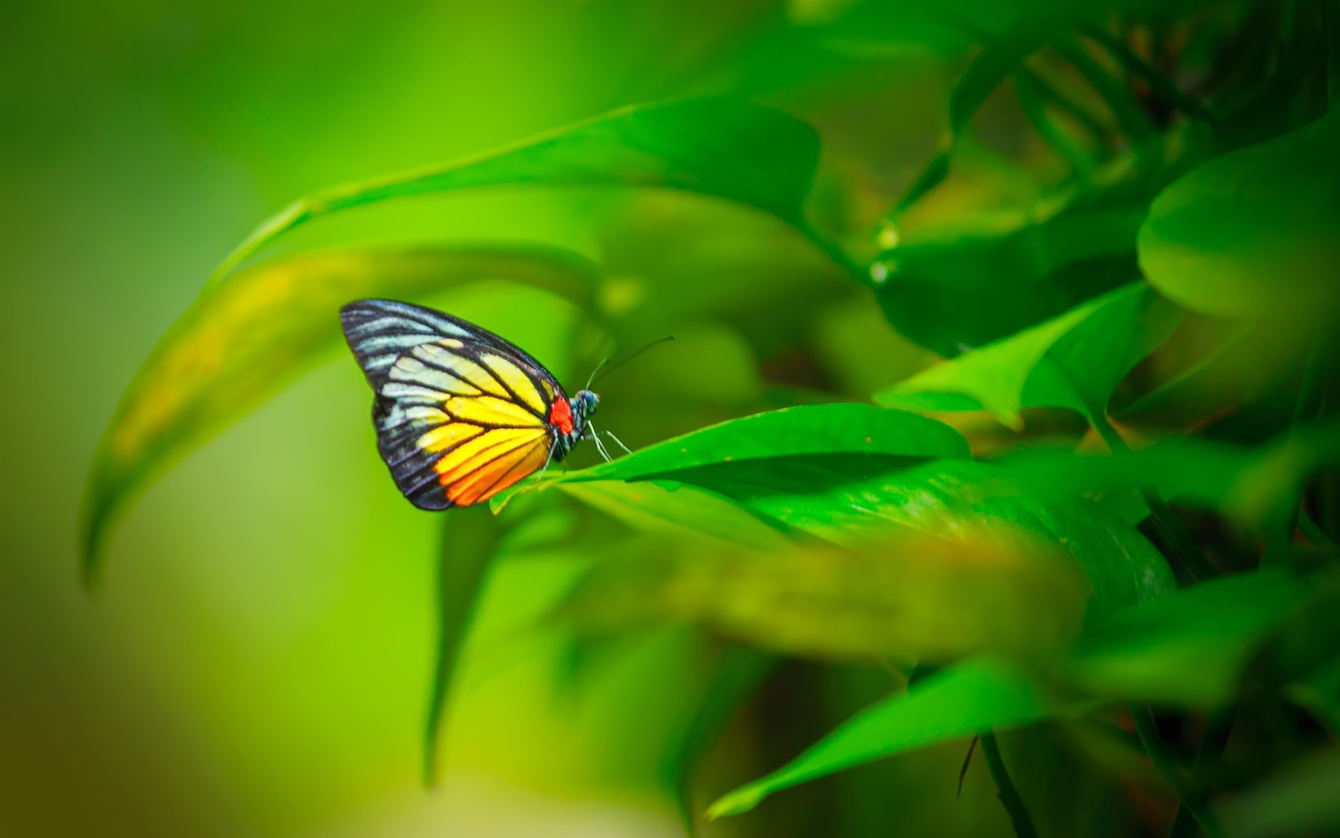 1080P, Butterfly, black, Plant, Leaves, Green, yellow, Insect, HD Wallpaper