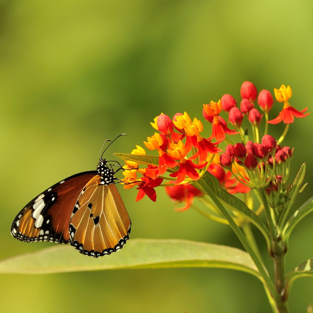 butterfly  butterfly, nectar, photo, Monarch butterfly, macro, doux, insect, nature, color, beauty In Nature, flower, close up, flowers, butterfly, red, Phone HD Wallpaper