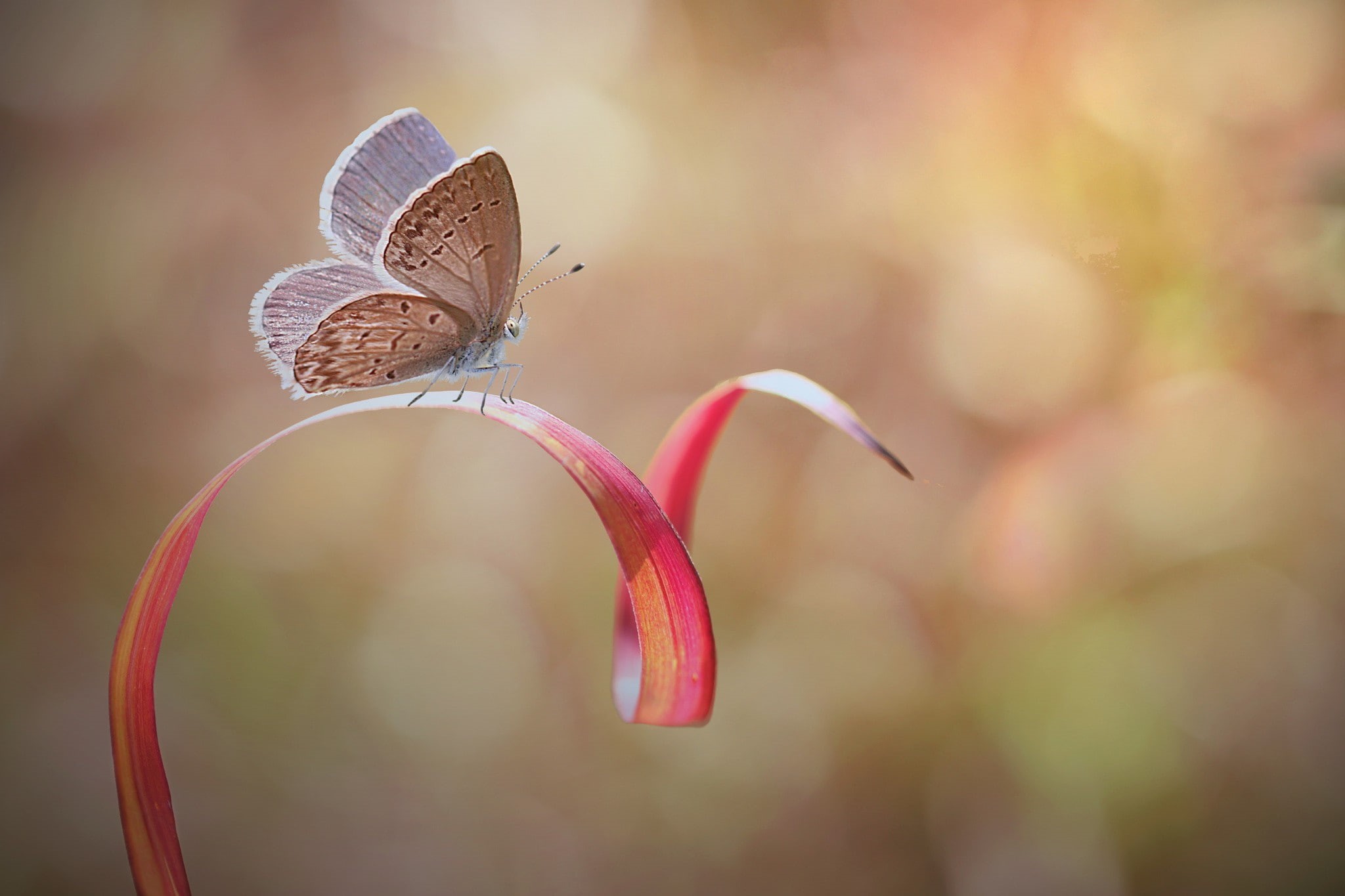 butterfly, insect, macro, 1080P, leaves, rest, depth of field, photography, bokeh, nature, HD Wallpaper