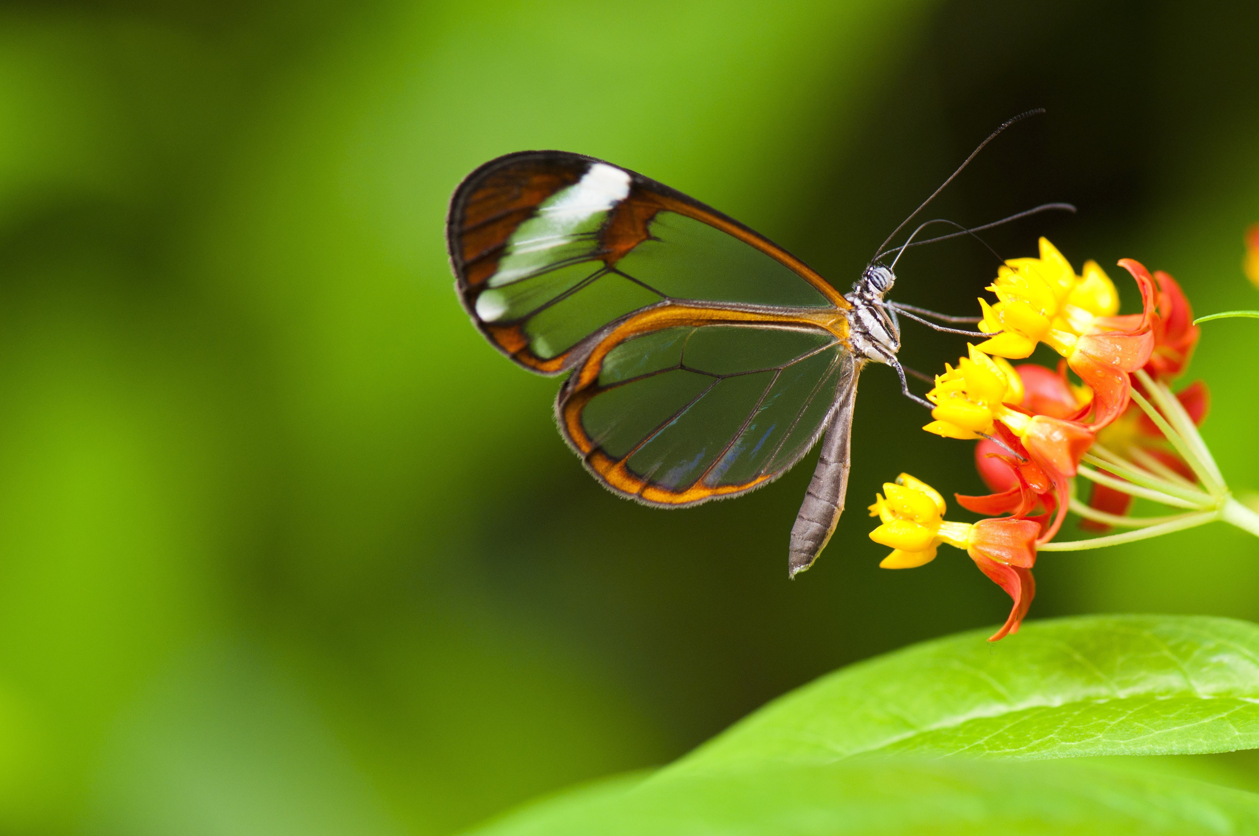 flowers, insect, s, flower, 4K, butterfly, HD Wallpaper