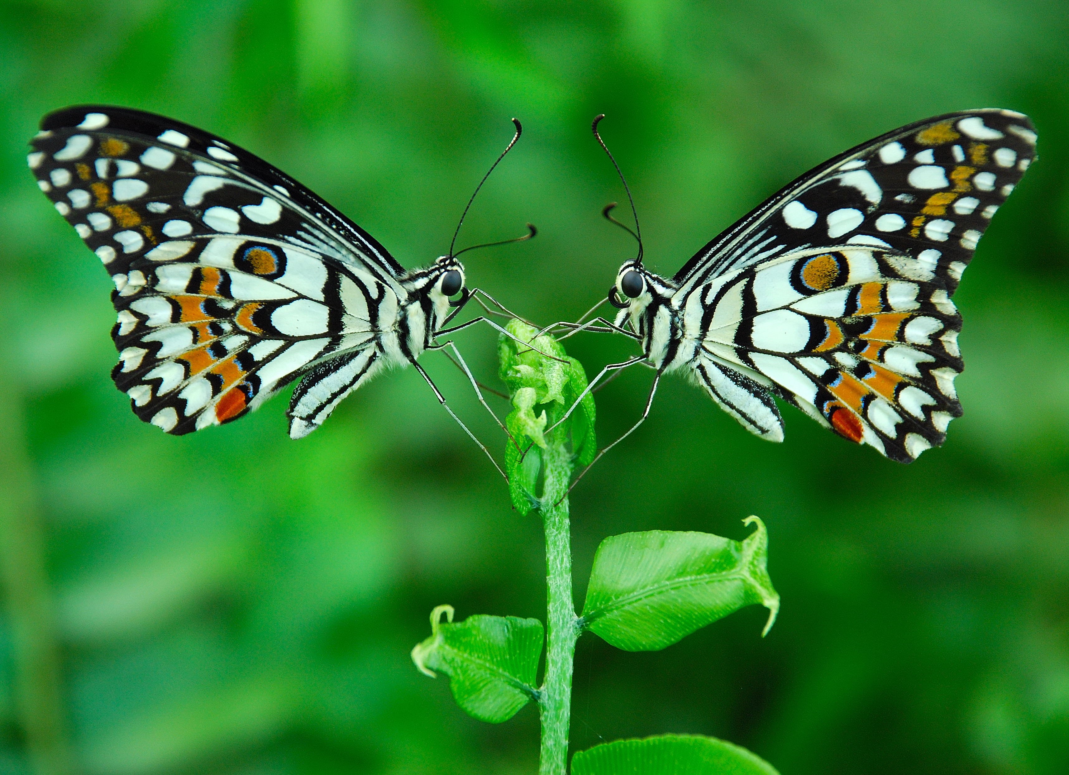 butterflies, COTC, leaf, love nature, macro, butterfly - Insect, incredible india, Photographers, green, closeup, Nikon D80, insect, symmetry, Zero, nature, HD Wallpaper