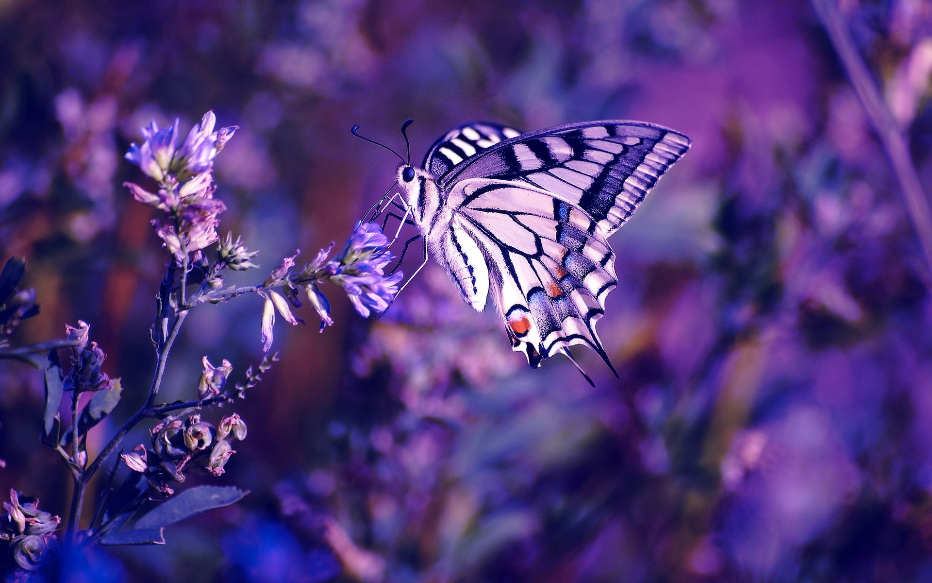 1080P, Insect, Background, Plant, Butterfly, Purple, Flowers, HD Wallpaper
