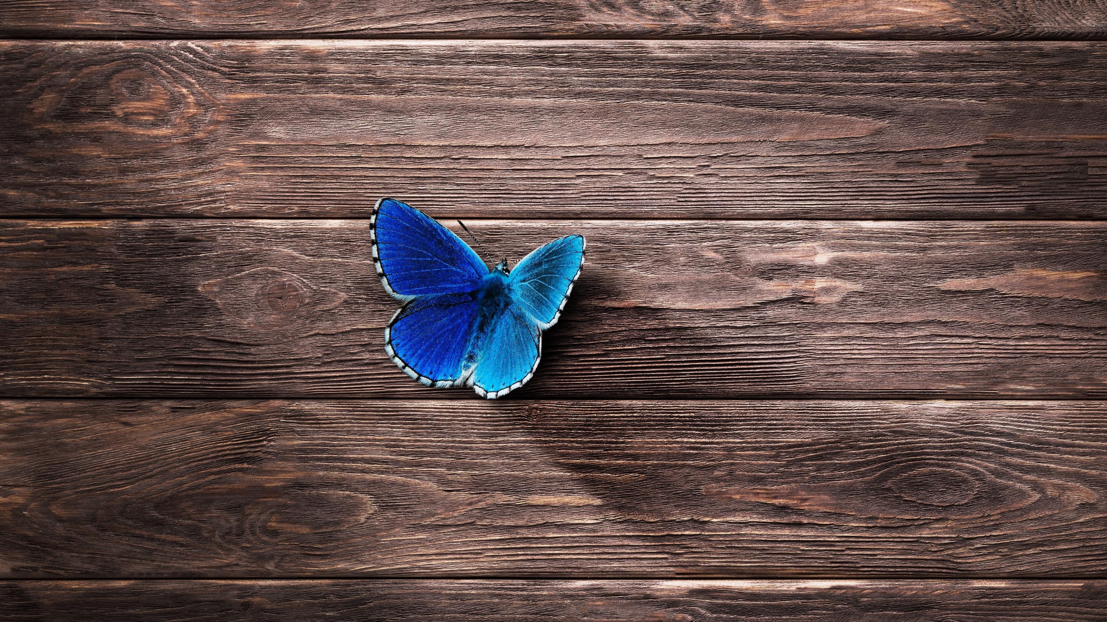 close-up, close up, butterfly - insect, 4K, still life, brown, flowering plant, flower, butterfly, pattern, indoors, animal, no people, plant, plank, wood - material, HD Wallpaper