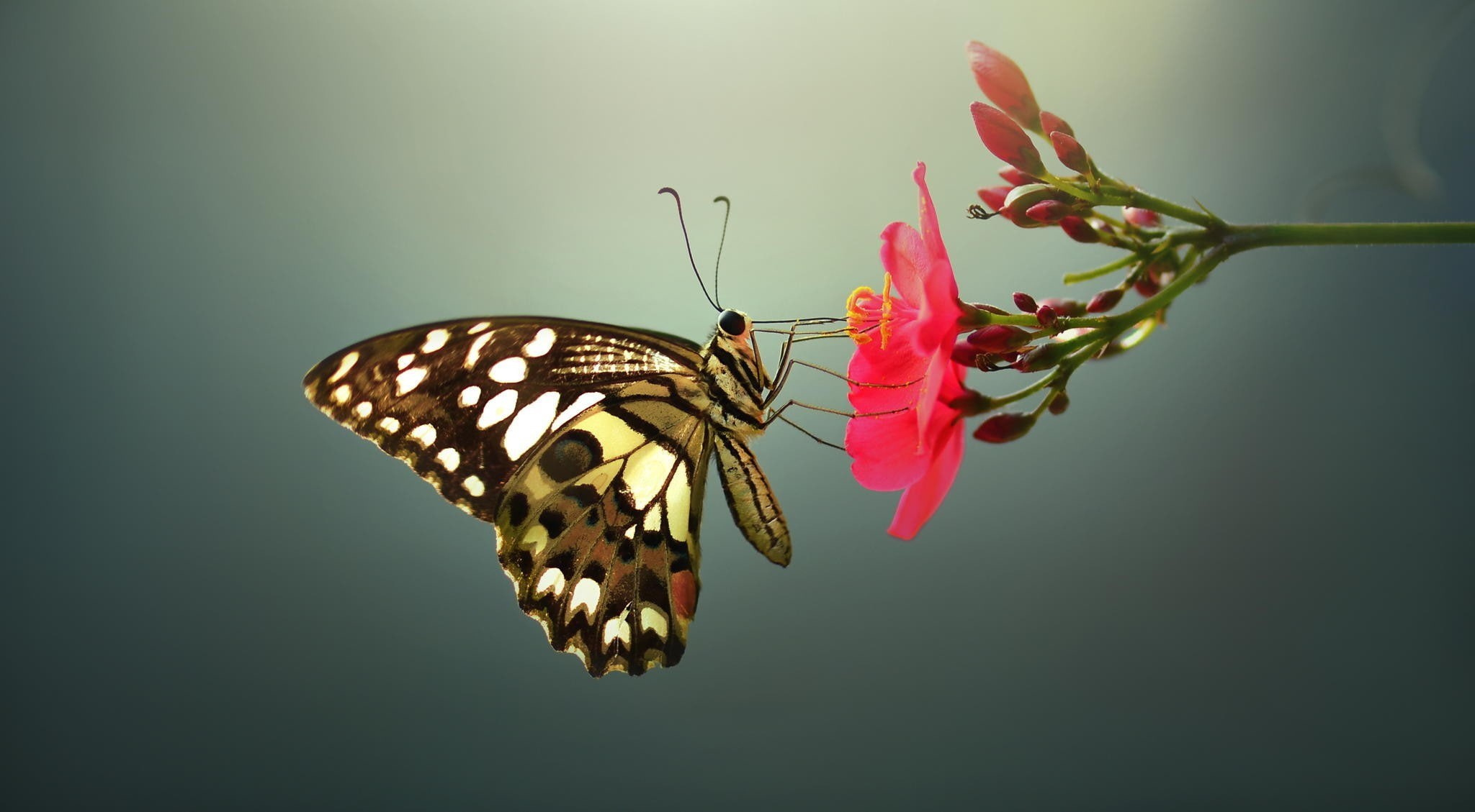 plant, animals, butterfly, nature, fragility, flowering plant, pollination, animal, vulnerability, macro, animal body part, animal wildlife, butterfly - insect, HD Wallpaper