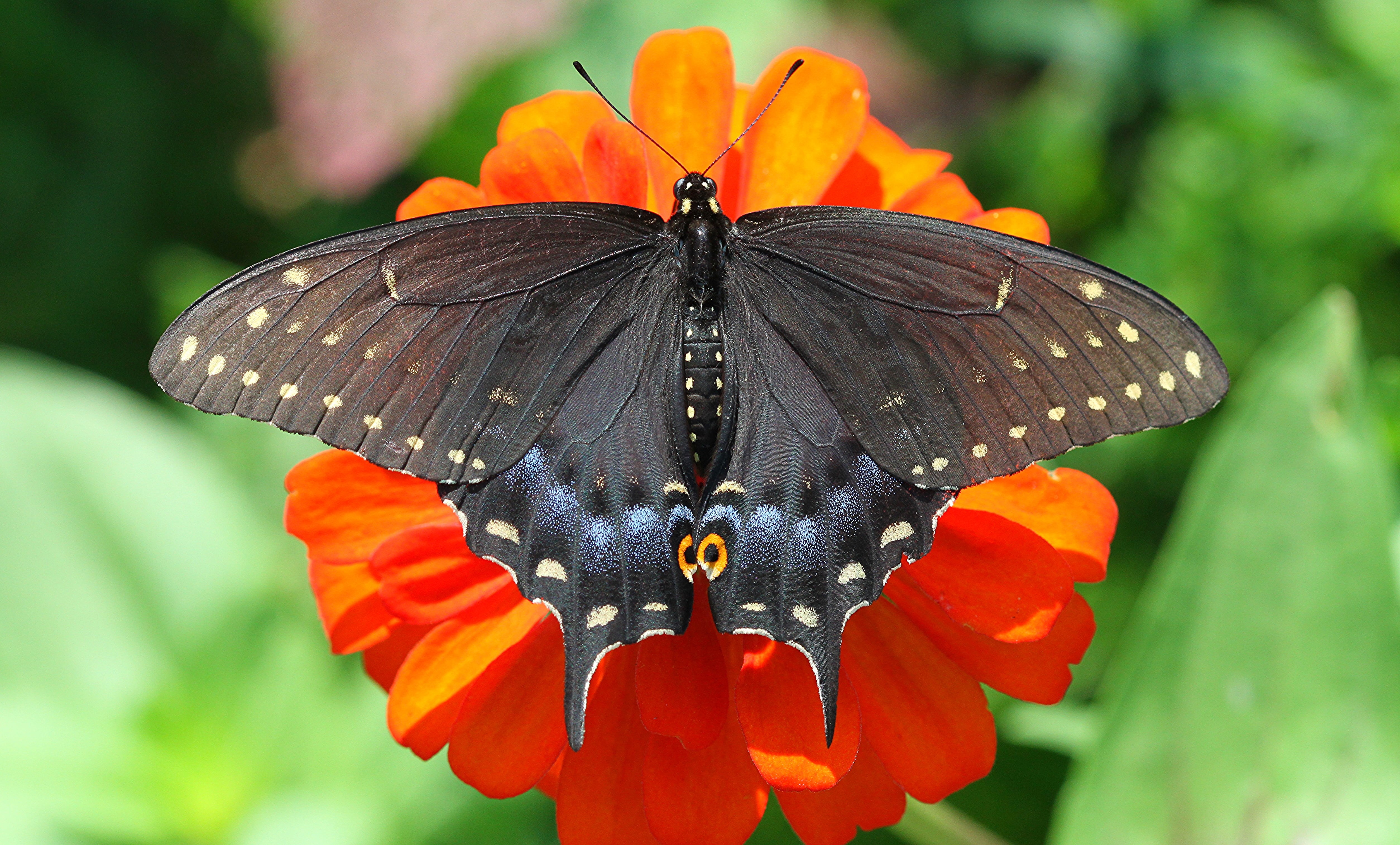 beauty In Nature, petaled, butterfly, mormon, close-up, great, macro, Black Swallowtail, orange, animal Wing, flower, Great mormon, daytime, multi Colored, HD Wallpaper