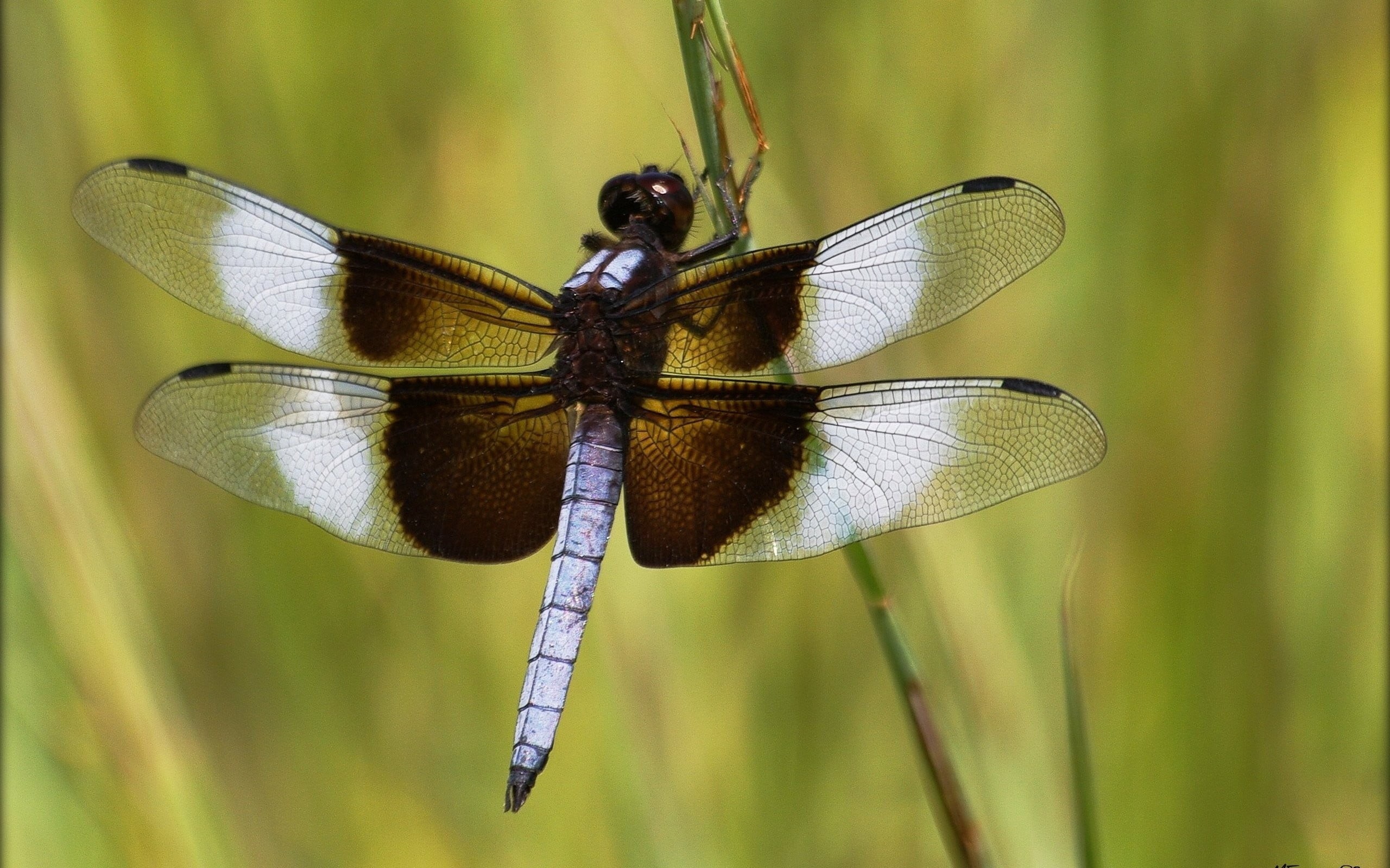 dragonfly, one animal, animal, animal body part, animal themes, focus on foreground, insect, white, green Color, blue, invertebrate, plant, backgrounds, HD Wallpaper