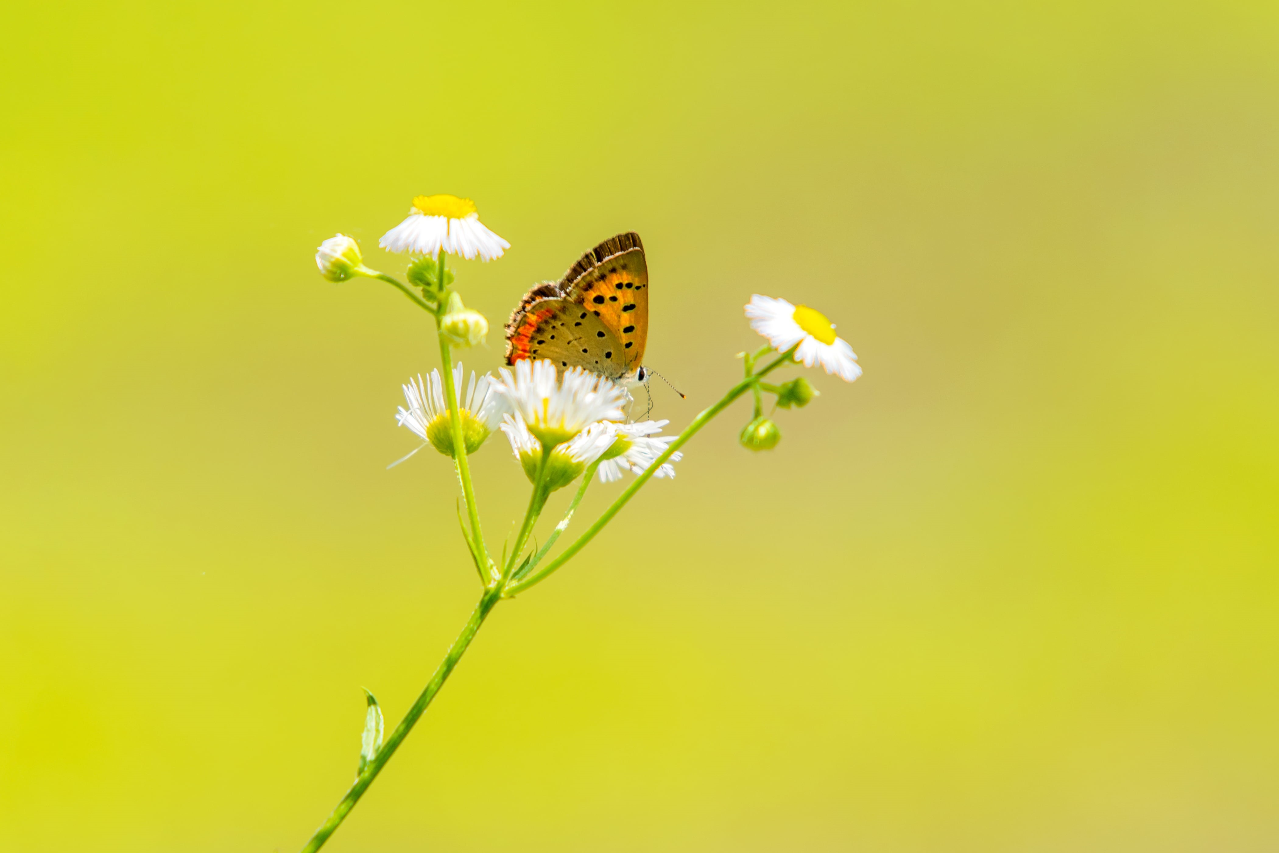 selective, Plant, Daisy  Fleabane, Common Copper, Creature, 4K, focus, Tama Zoo, Japan, Butterfly, EX, petaled, selective focus, Street, F2.8, Field, Tokyo, HD Wallpaper
