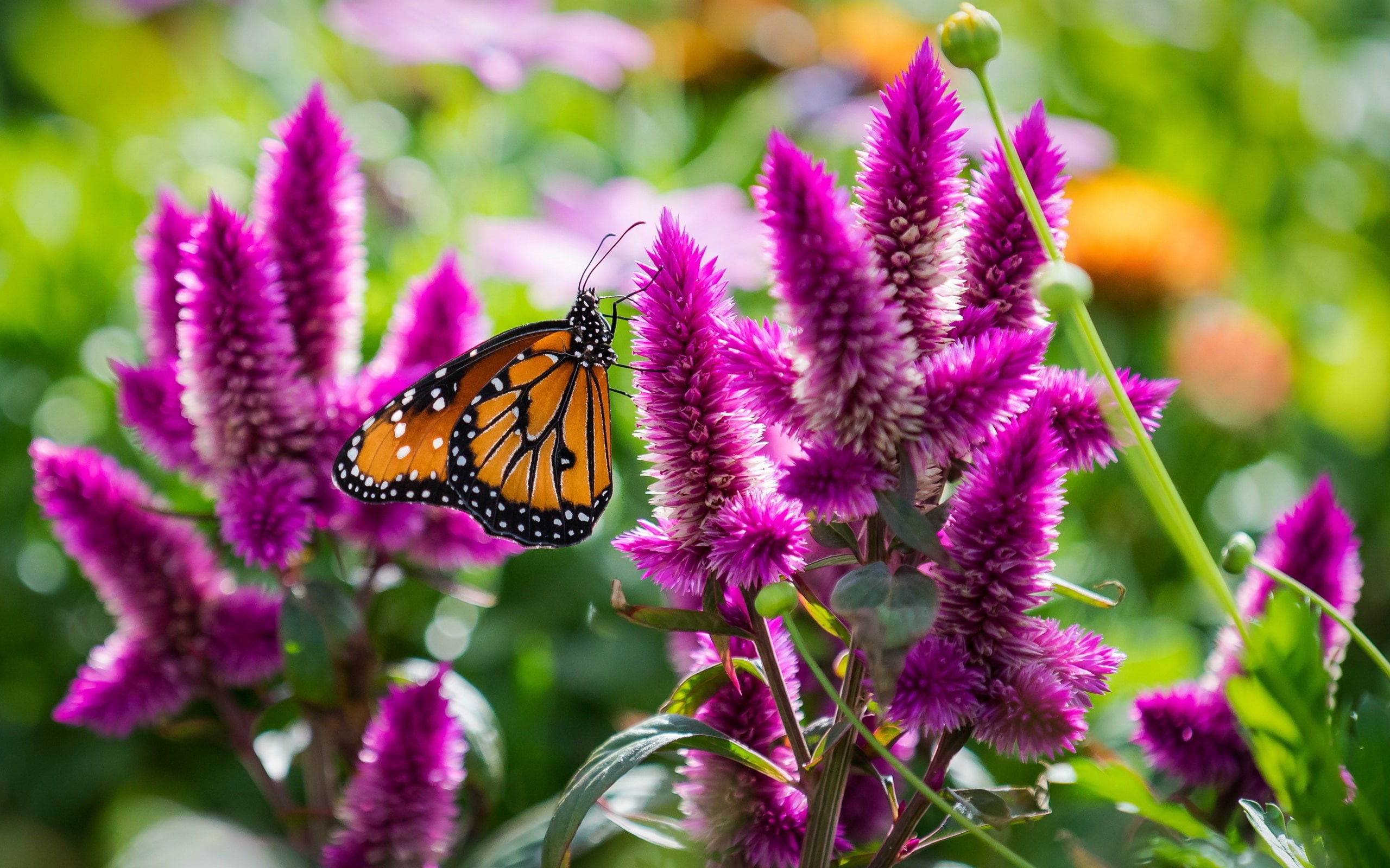 Insect, 2K, Pink, Macro, Butterfly, Flowers, HD Wallpaper
