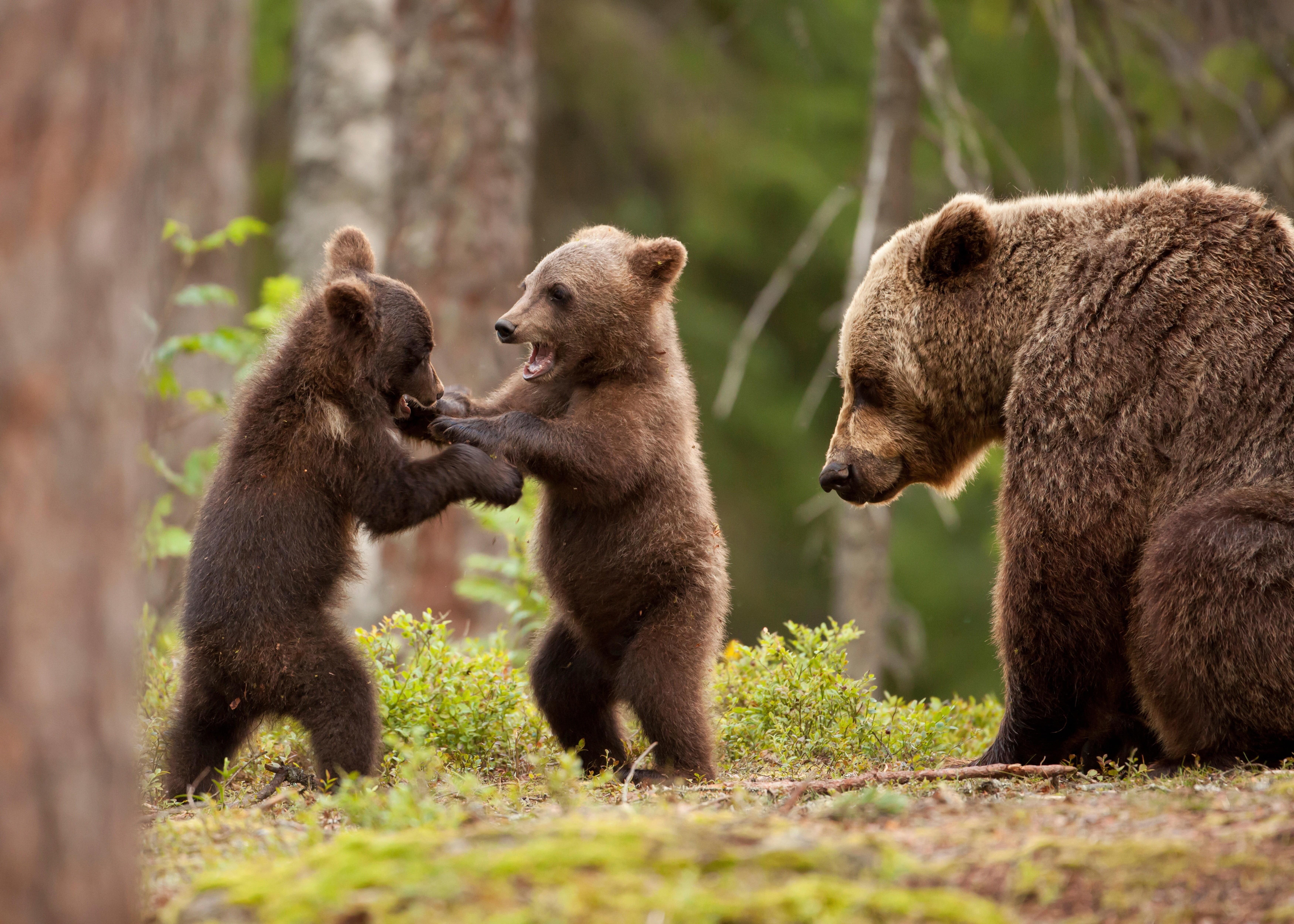 profile view, brown, trees, mammal, baby animals, day, land, no people, young animal, 5K, conflict, cub, bears, togetherness, forest, outdoors, animals in the wild, HD Wallpaper