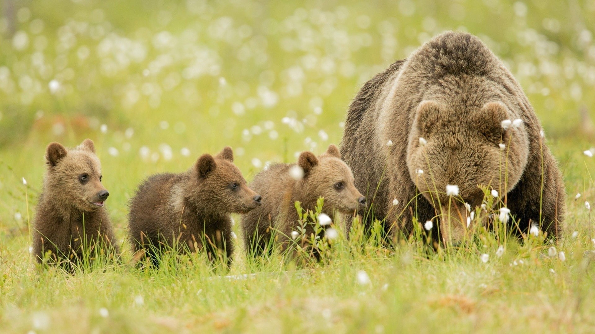Bears, three, Meadow, Family, Cubs, Brown, Bear, 1080P, HD Wallpaper