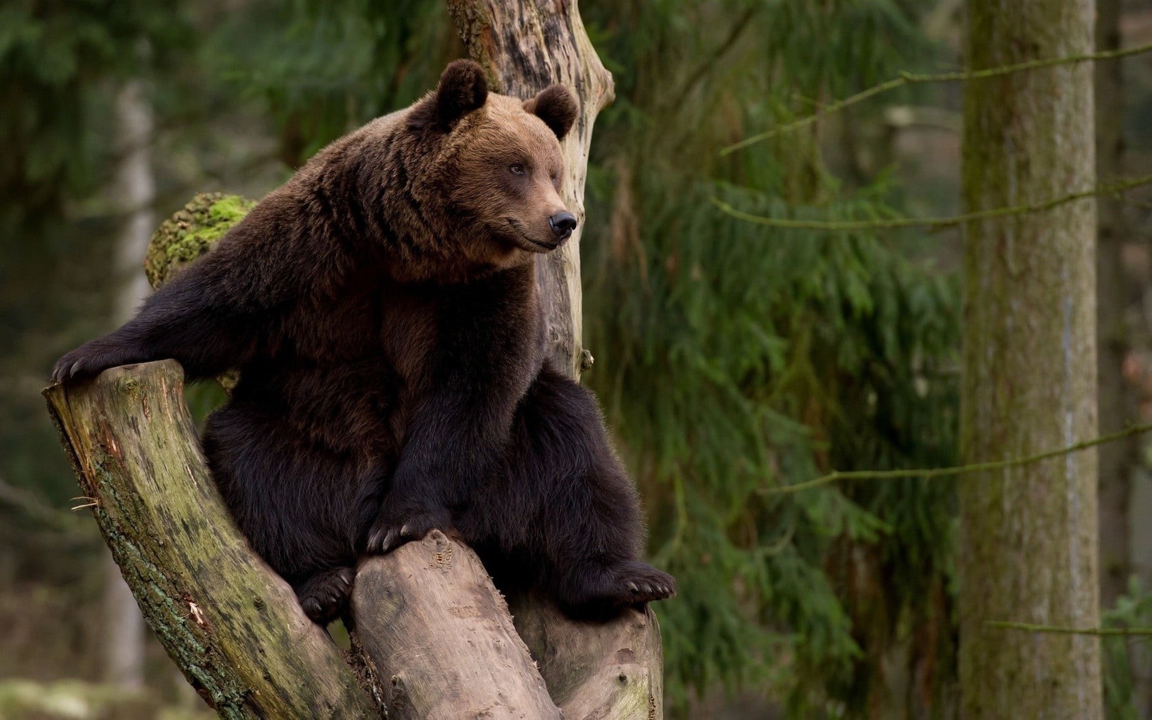 720P, animals, sitting, no people, nature, animal themes, vertebrate, tree, bear, day, animal, one animal, trees, wood - material, animal wildlife, land, HD Wallpaper