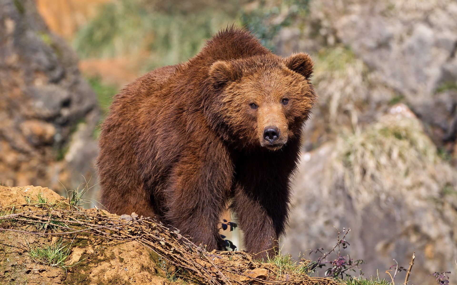 animals, black, mammal, animals in the wild, animal themes, dog, nature, vertebrate, brown bear, no people, animals hunting, animal, 1080P, one animal, HD Wallpaper