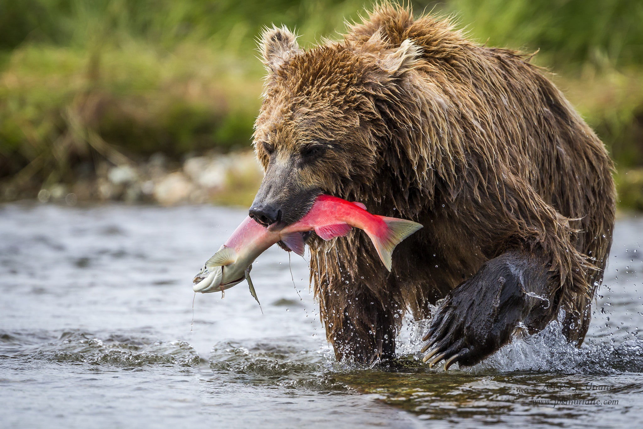 oso, mamiferos, bear, Alaska, brown, katmai, 1080P, brown bear, HD Wallpaper
