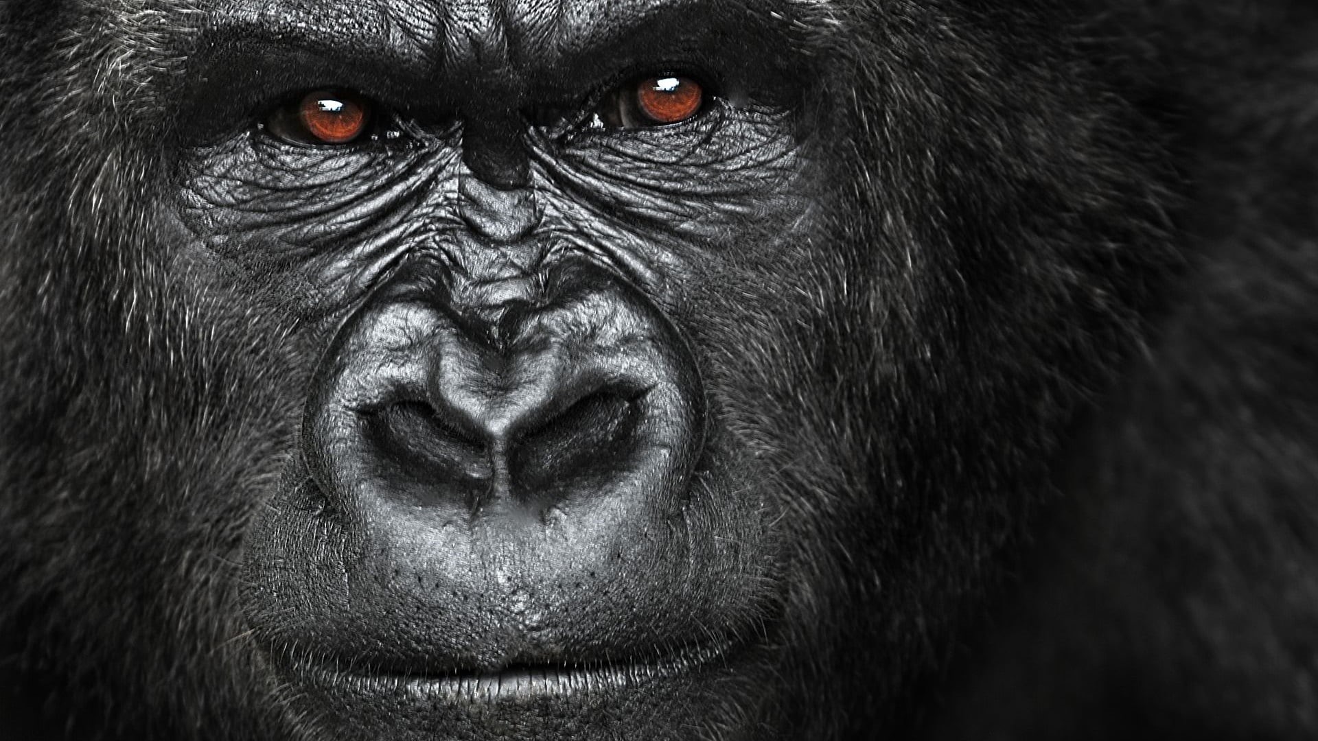 portrait, terrestrial animal, day, animal eye, outdoors, primate, close-up, no people, look, animals in the wild, wildlife, 1080P, animal body part, animal wildlife, HD Wallpaper