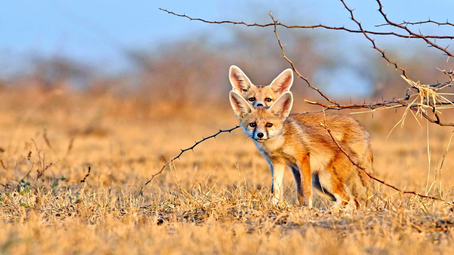 vertebrate, grass, no people, pets, domestic animals, terrestrial animal, wildlife, desert fox, vulpini, grassland, nocturnal fox, plant, outdoors, nature, HD Wallpaper
