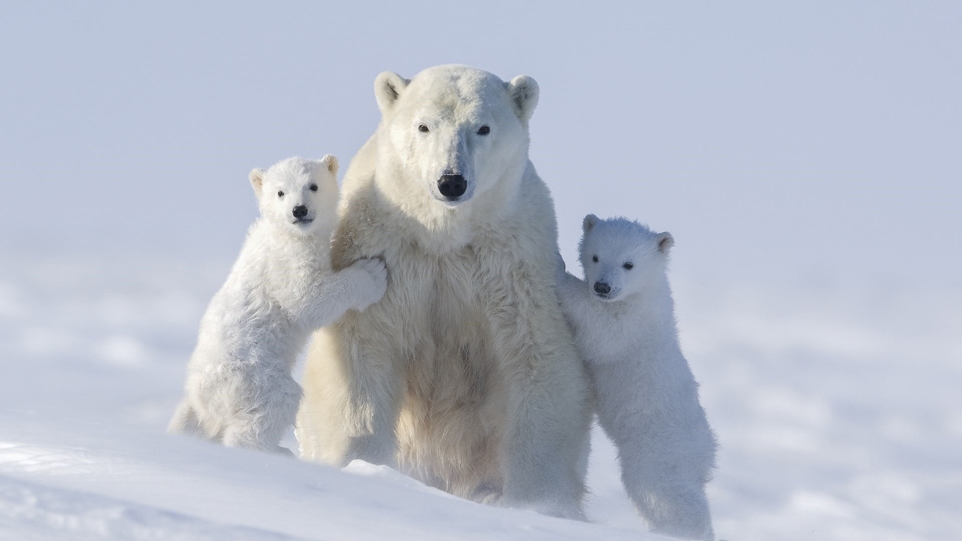 young animal, mammal, portrait, winter, family, cubs, arctic, bear, group of animals, white color, terrestrial animal, animals in the wild, no people, cold temperature, HD Wallpaper