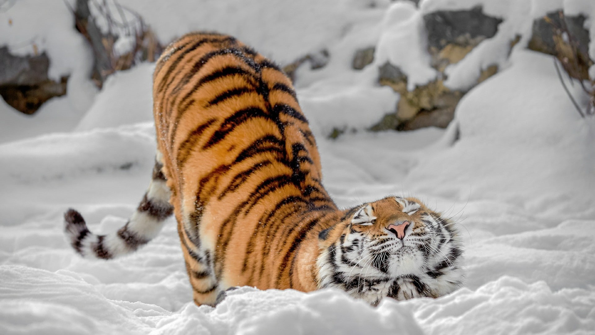 tiger, whiskers, 1080P, big cat, stretching, fur, winter, snow, wildlife, terrestrial animal, mammal, HD Wallpaper