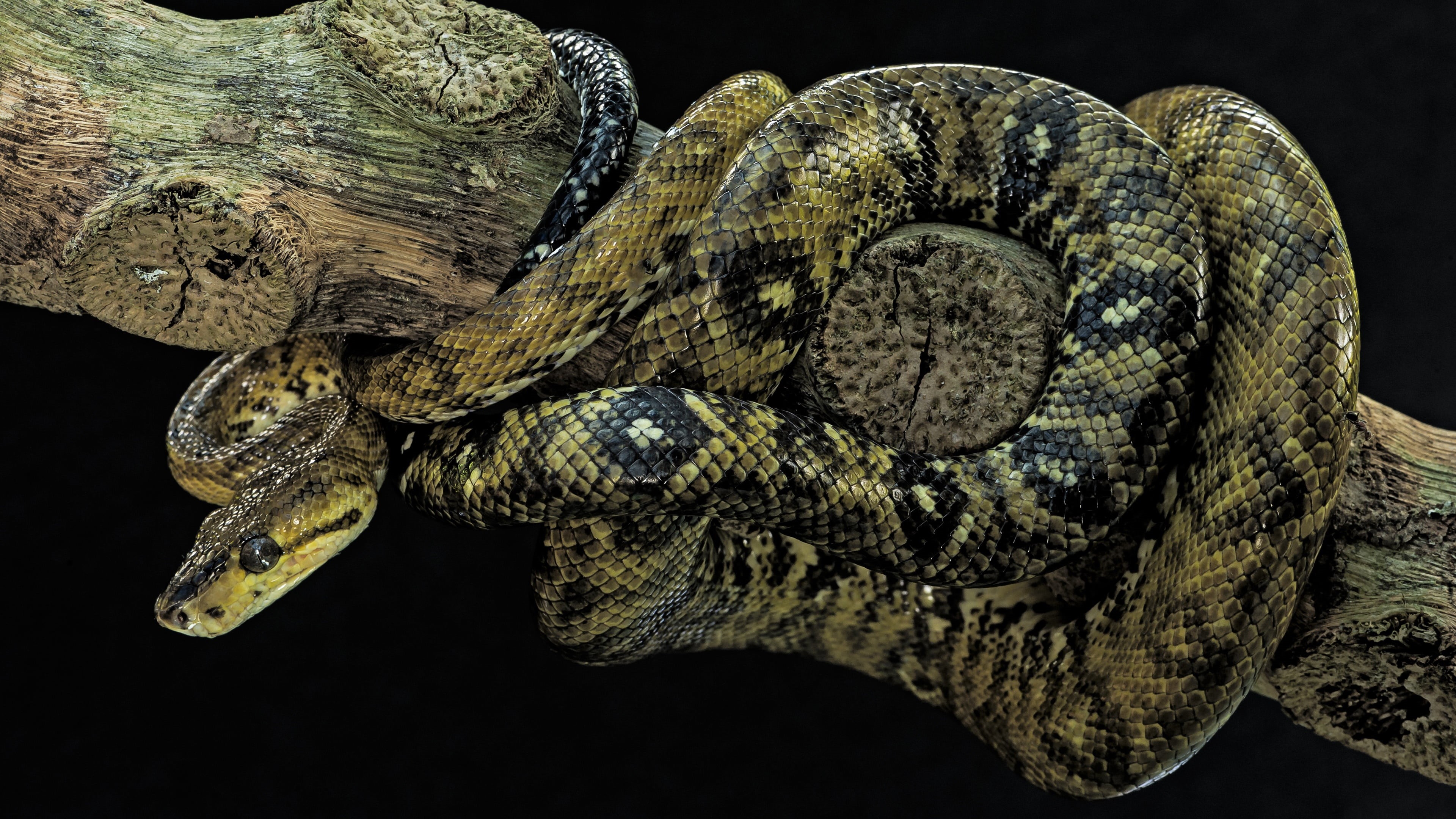 serpent, animals in the wild, animal wildlife, 4K, terrestrial animal, snake, day, animal scale, one animal, animal, vertebrate, turtle, tree, focus on foreground, HD Wallpaper