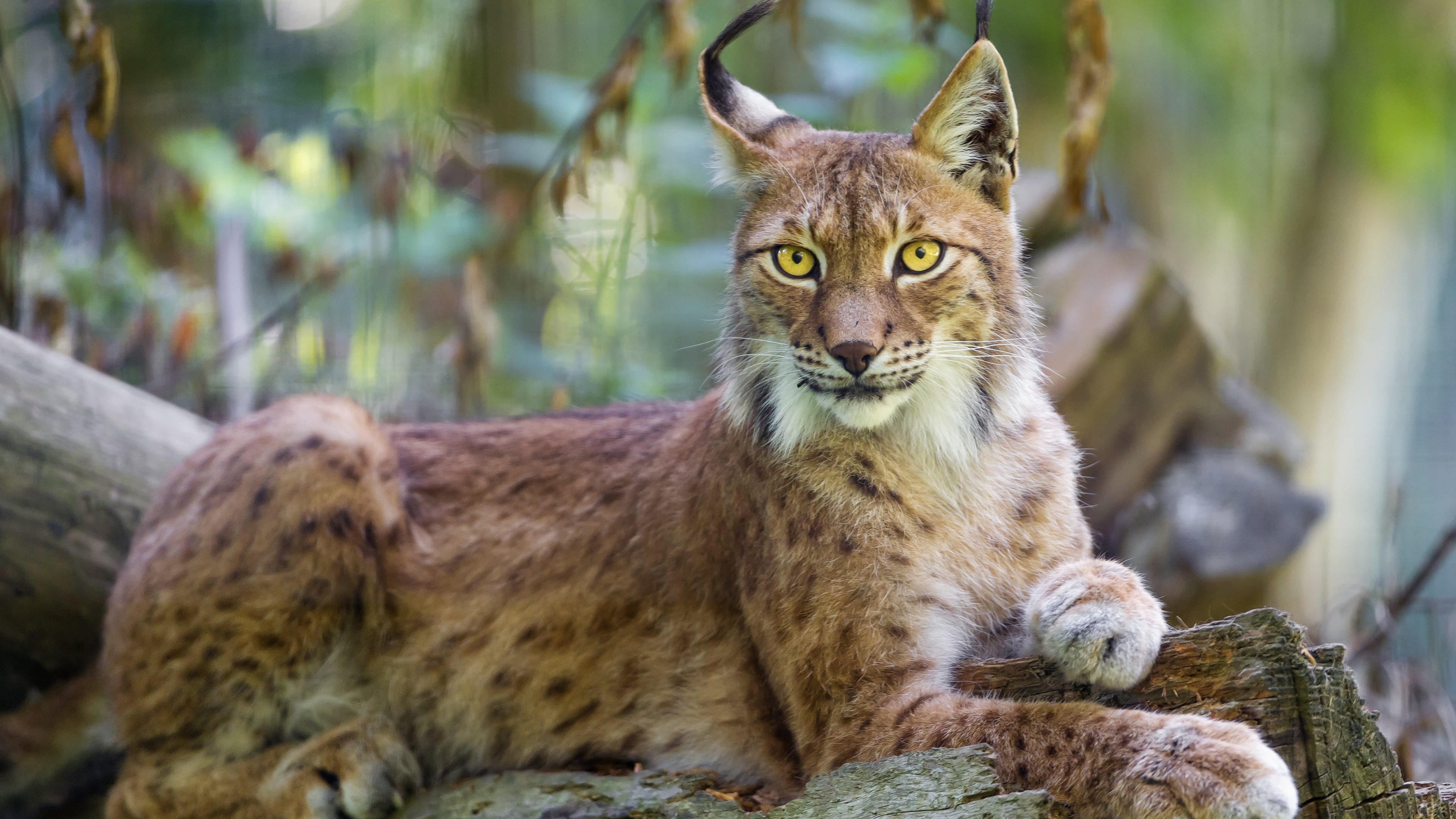 wild cat, animal wildlife, bobcat, vertebrate, animals in the wild, whiskers, 4K, cat, sitting, relaxation, terrestrial animal, grass, lynx, close up, HD Wallpaper