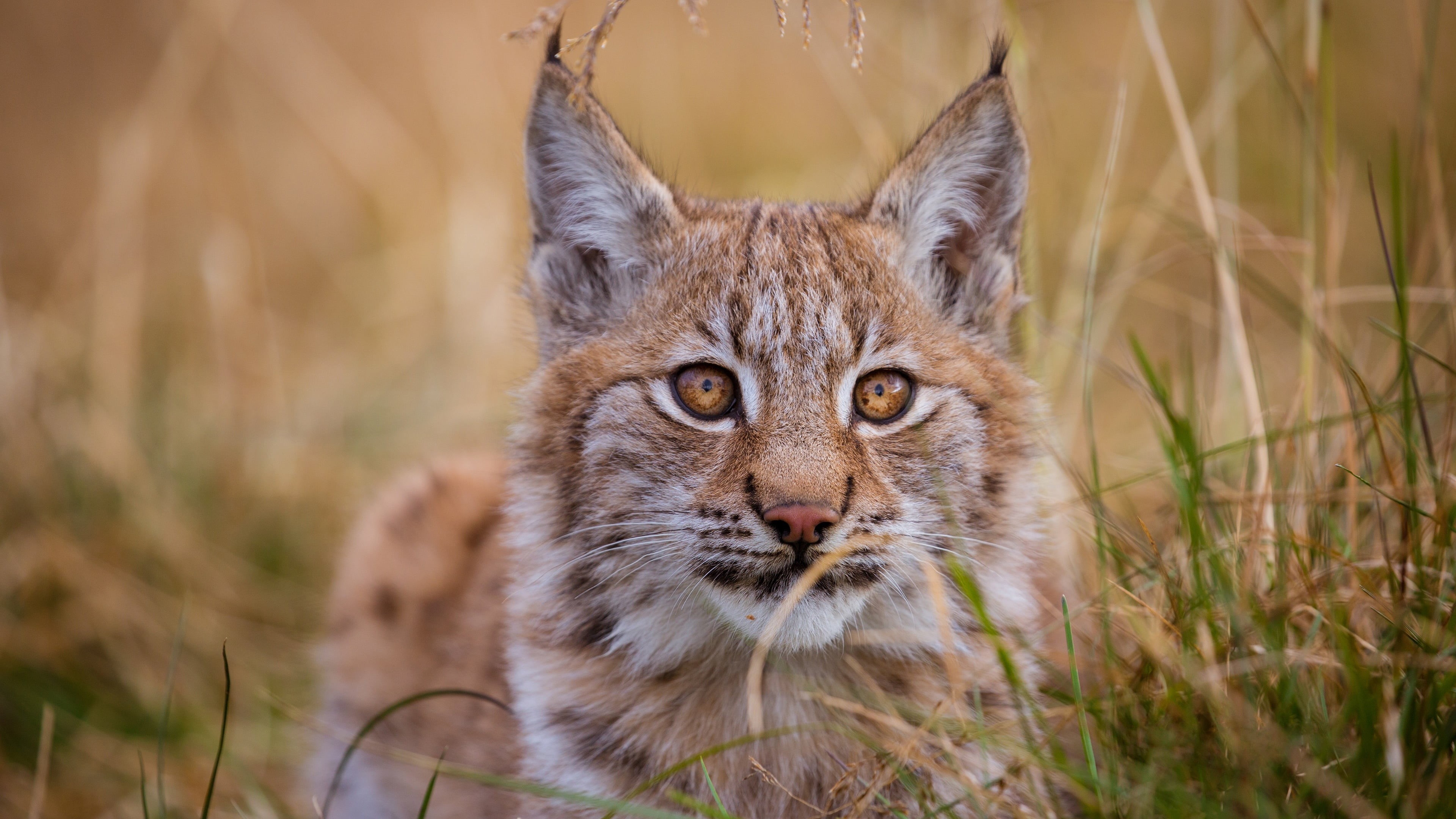 feline, 4K, front view, lynx, one animal, wildlife, pets, grass, animals in the wild, wilderness, whiskers, whisker, bobcat, cat, mammal, looking at camera, HD Wallpaper