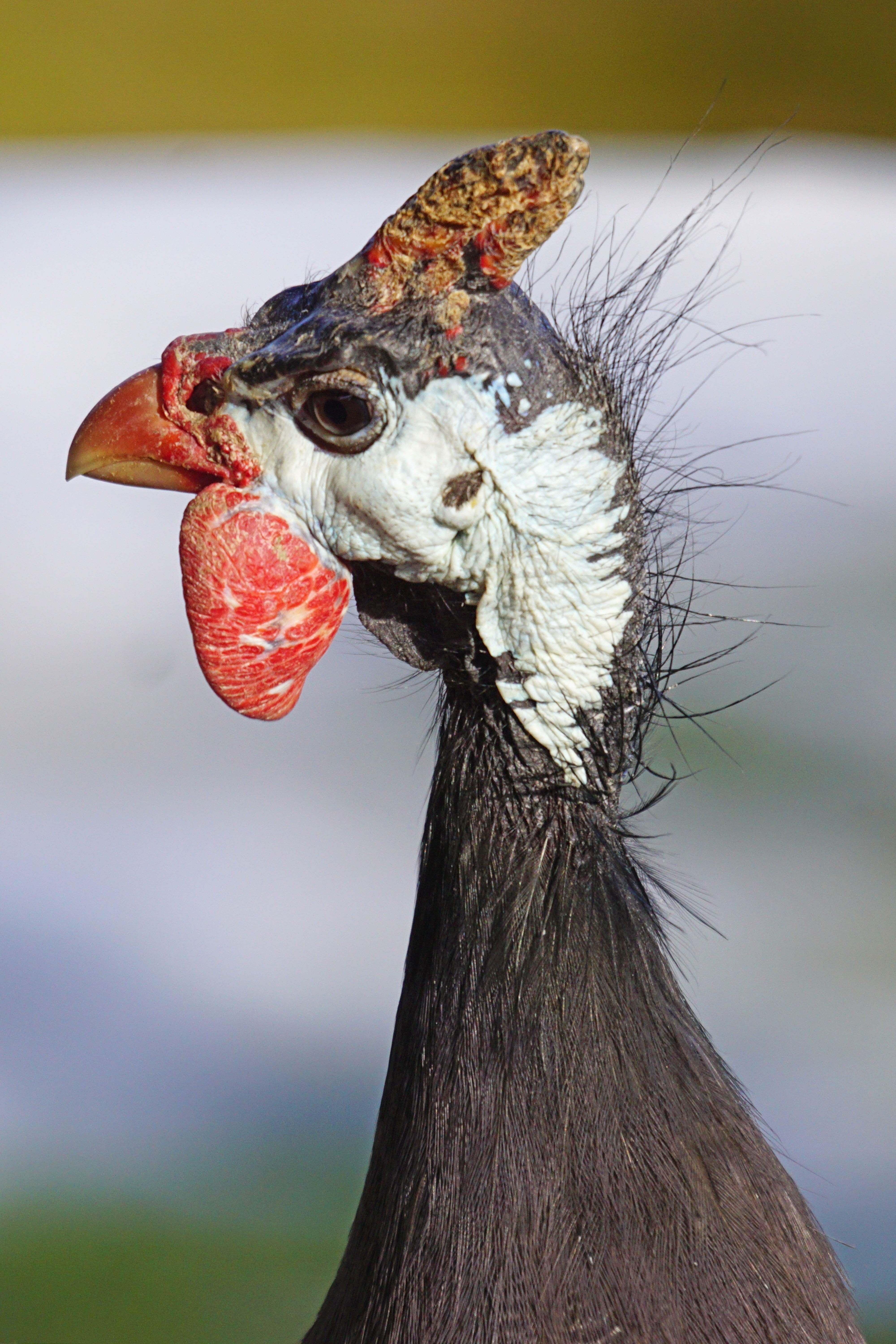 terrestrial vertebrates, profile view, 5K, vertebrate, animal, close-up, bird, focus on foreground, livestock, animals in the wild, aggression, outdoors, Phone HD Wallpaper
