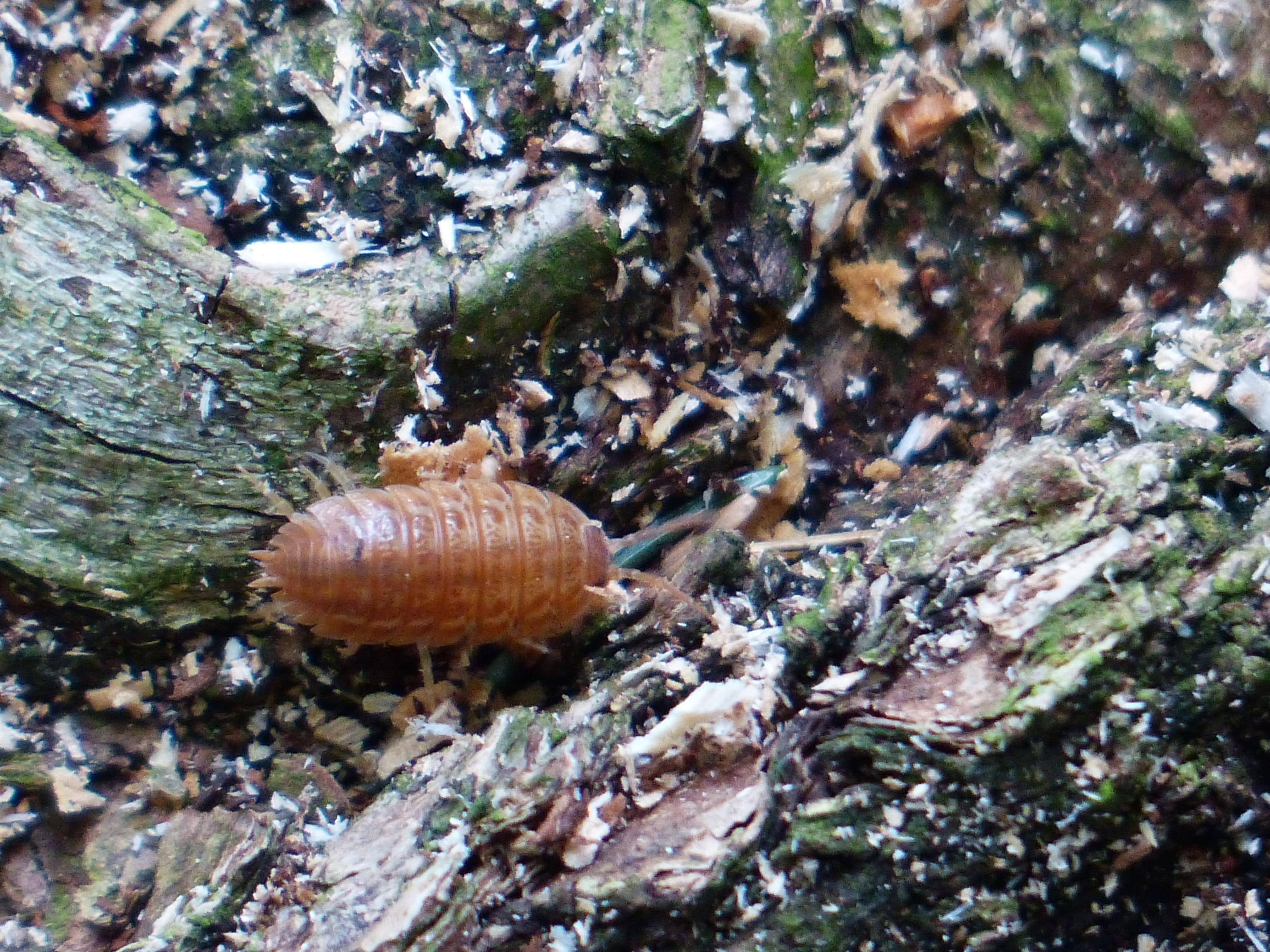 vermin, mollusk, terrestrial isopod, animals in the wild, animal themes, brown, rock - object, plant, textured, close-up, porcellio scaber, tree, Terrestrial, HD Wallpaper