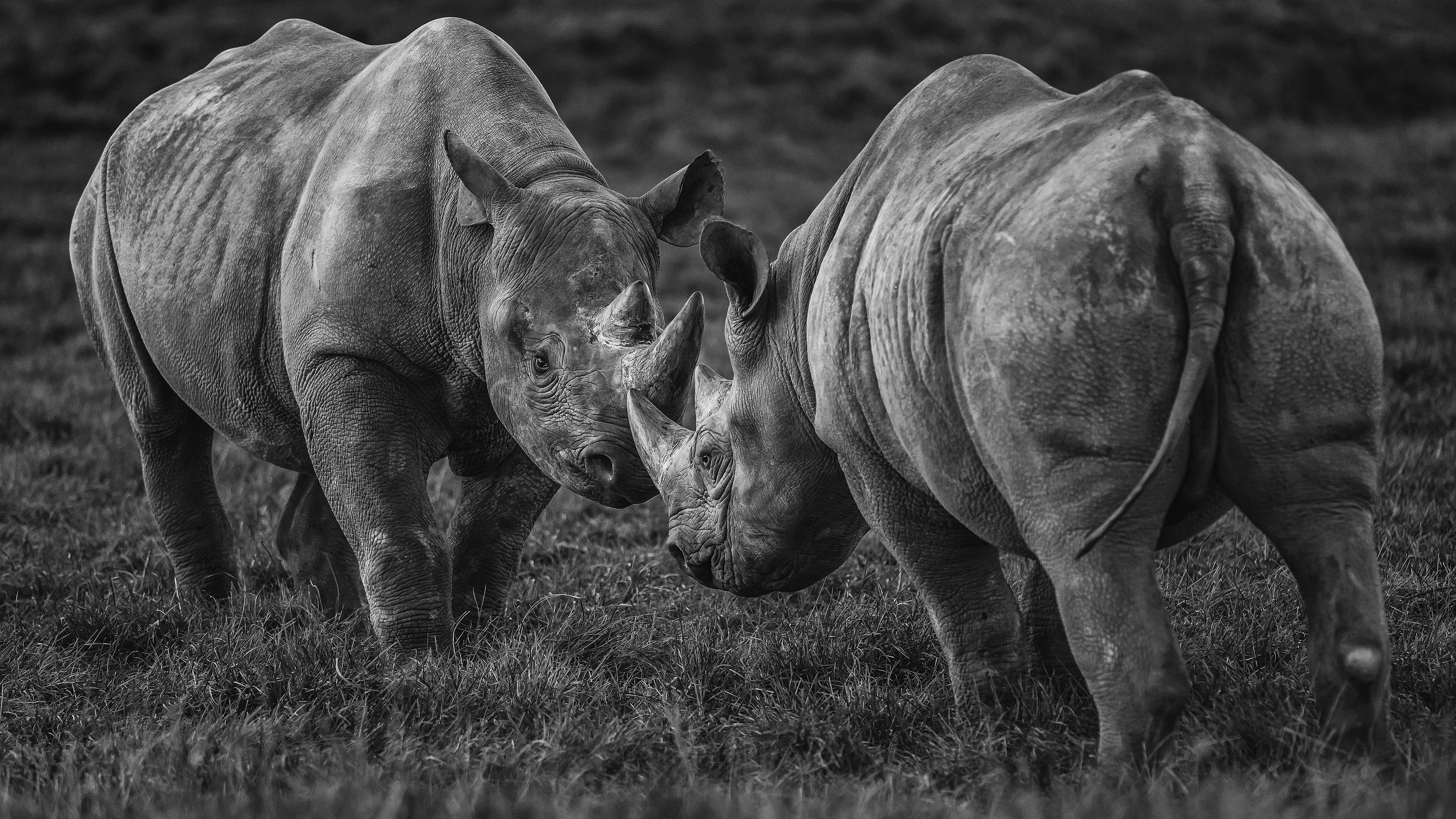 plant, animal, terrestrial animal, photography, wildlife, horn, rhinoceros, herbivorous, vertebrate, field, mammal, animals in the wild, grass, group of animals, HD Wallpaper