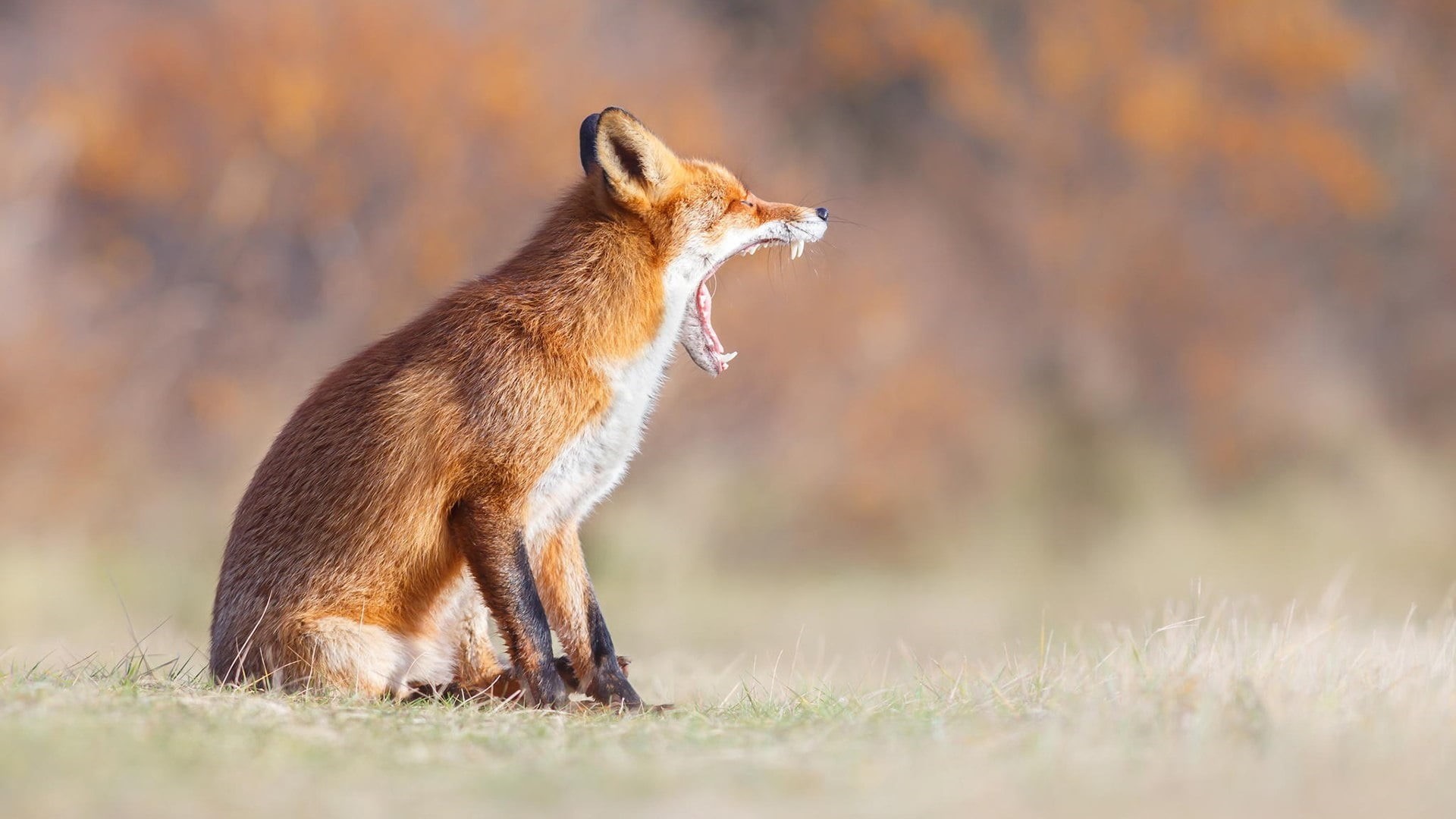 red fox, terrestrial animal, selective focus, fox, yawn, mammal, wildlife, grass, autumn, survival, fur, animal themes, animals hunting, animals in the wild, HD Wallpaper