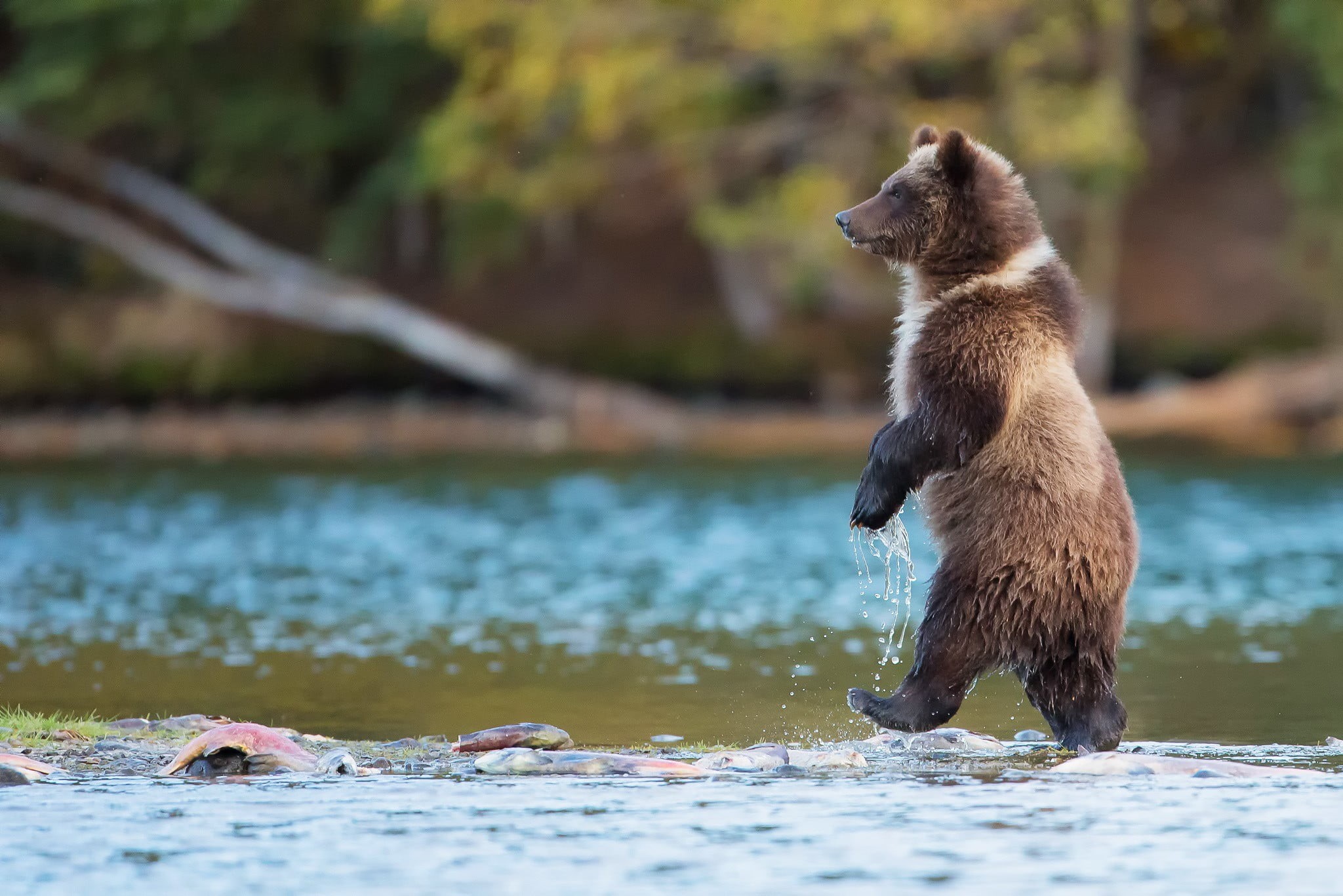 profile view, vertebrate, hunting, animals in the wild, no people, one animal, Grizzly bear, animal, bear, bears, day, nature, animals hunting, grizzly, HD Wallpaper