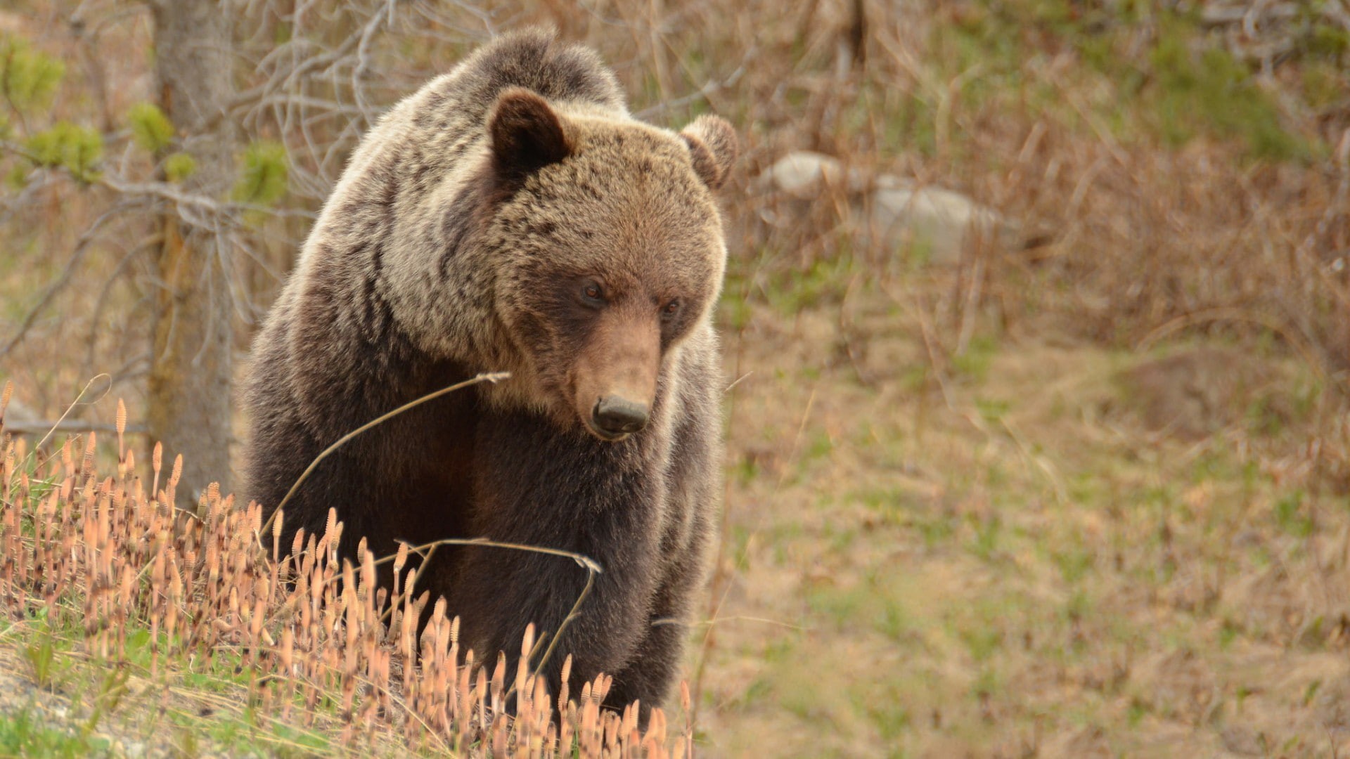 plant, vertebrate, day, animal wildlife, land, nature, outdoors, no people, one animal, 1080P, animal, Grizzly Bears, animal themes, grass, mammal, animals, HD Wallpaper