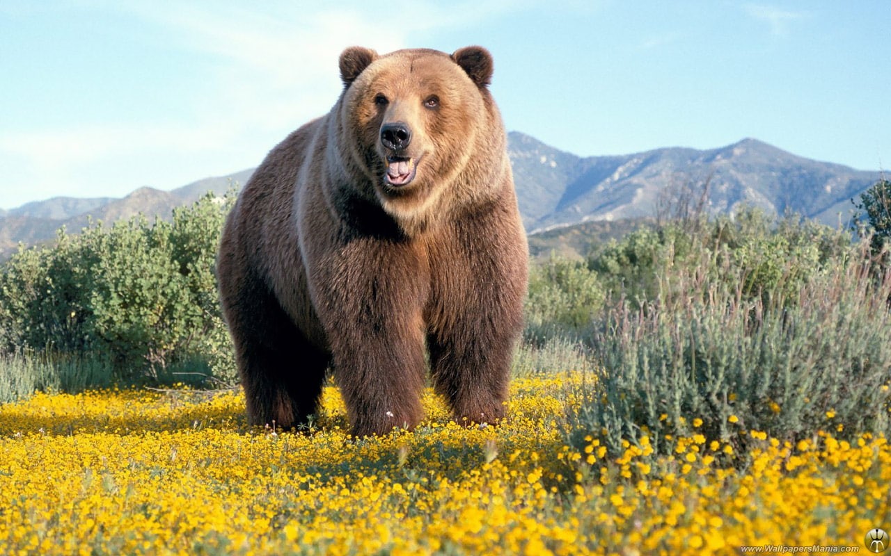 720P, brown, bear, animals, grizzly, hd, HD Wallpaper