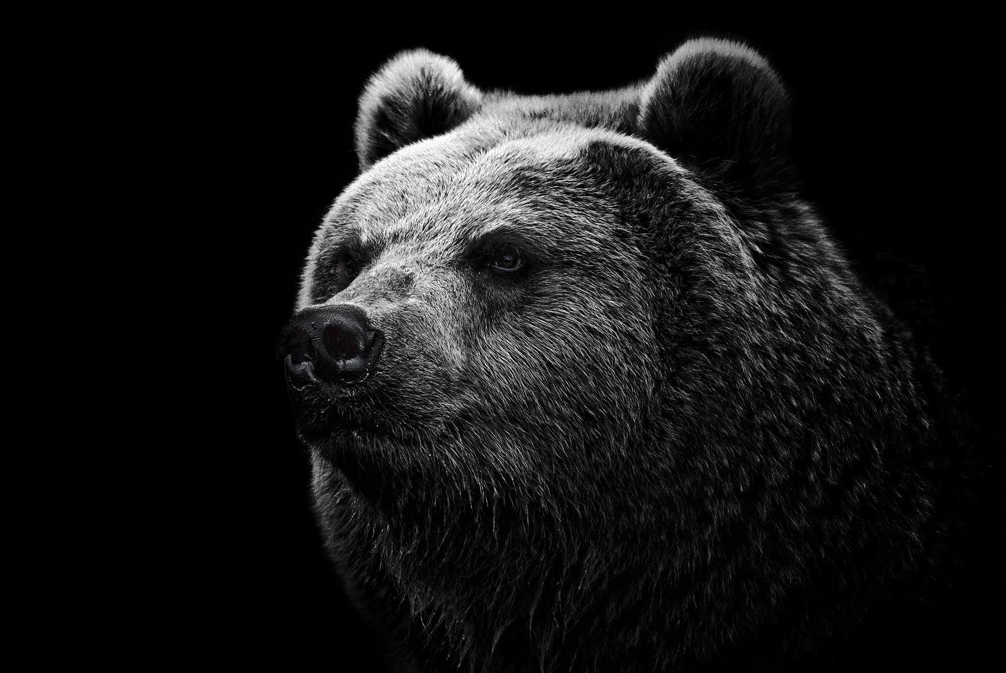carnivore, animals In The Wild, animal body part, animal themes, looking, black Color, vertebrate, animal eye, black, alaska - Usa State, large, no people, HD Wallpaper