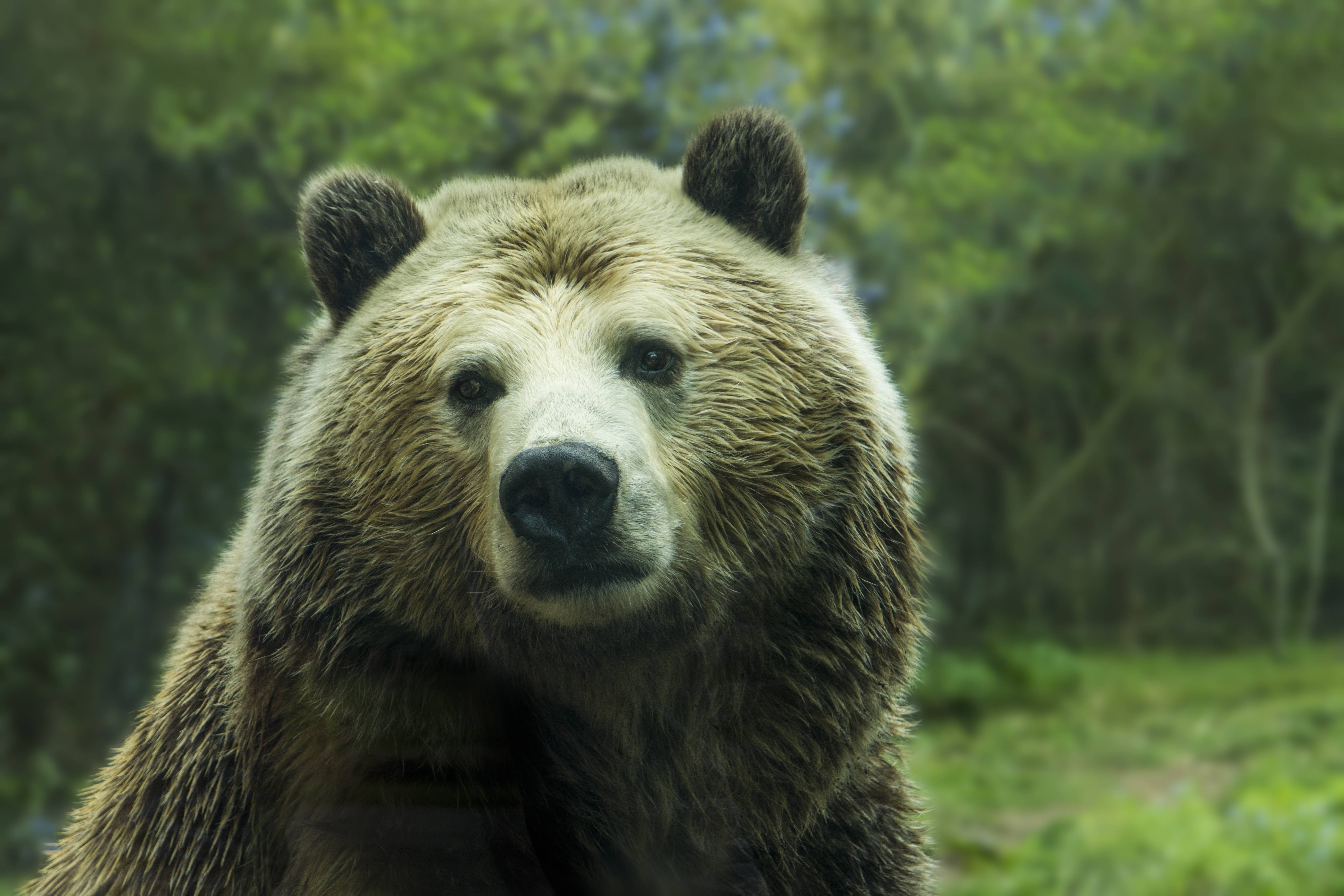 brown, 5K, bear, grizzly, animal, nature, HD Wallpaper
