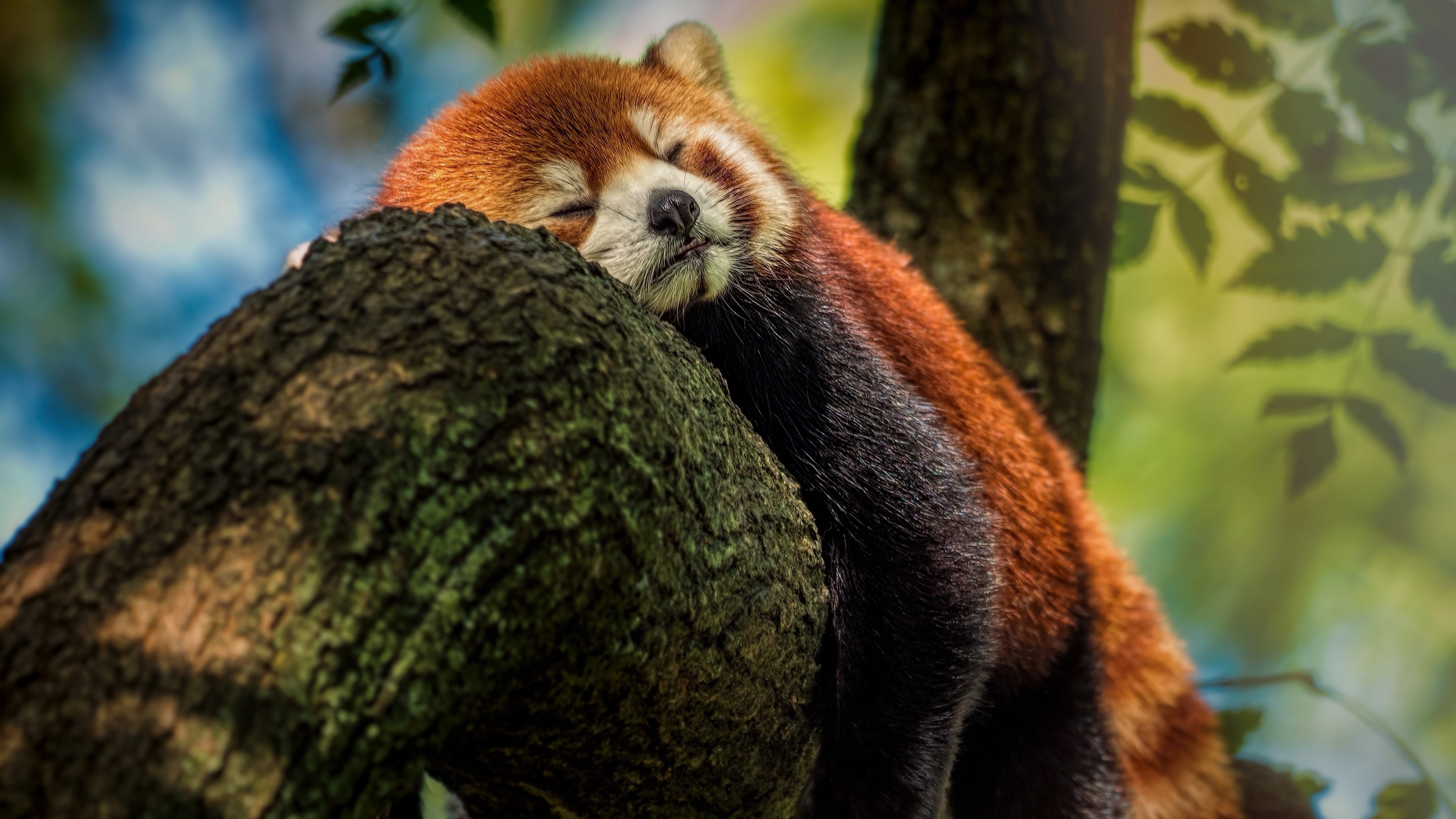 red cat bear, tree, sleeping, rest, red panda, 4K, cat bear, cute, fur, wildlife, sleep, resting, HD Wallpaper
