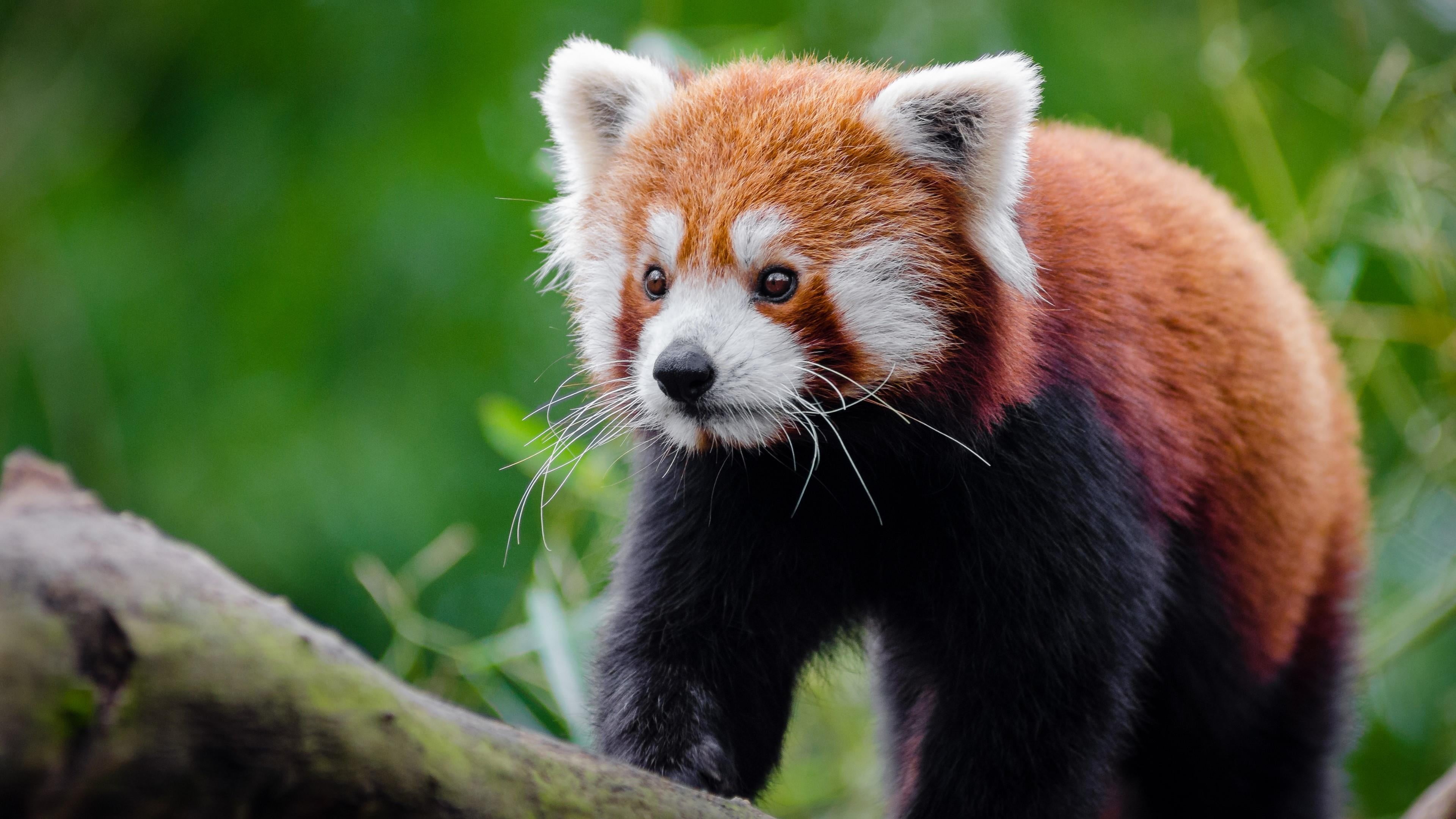 looking away, animals in the wild, no people, animal head, 4K, bamboo - plant, whisker, bear, cute, catbear, close-up, mammal, red catbear, outdoors, one animal, HD Wallpaper