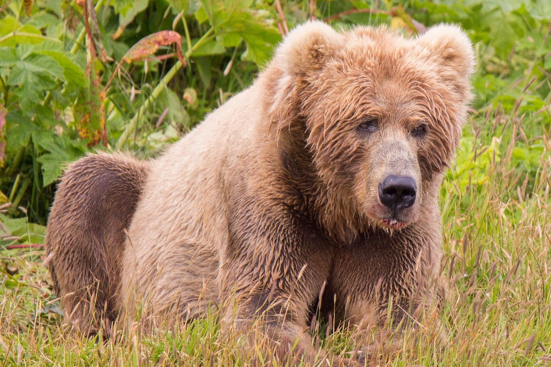 outdoors, vertebrate, field, animals In The Wild, usa, looking, brown, animal themes, day, one animal, no people, portrait, bear, grass, kodiak brown bear, HD Wallpaper
