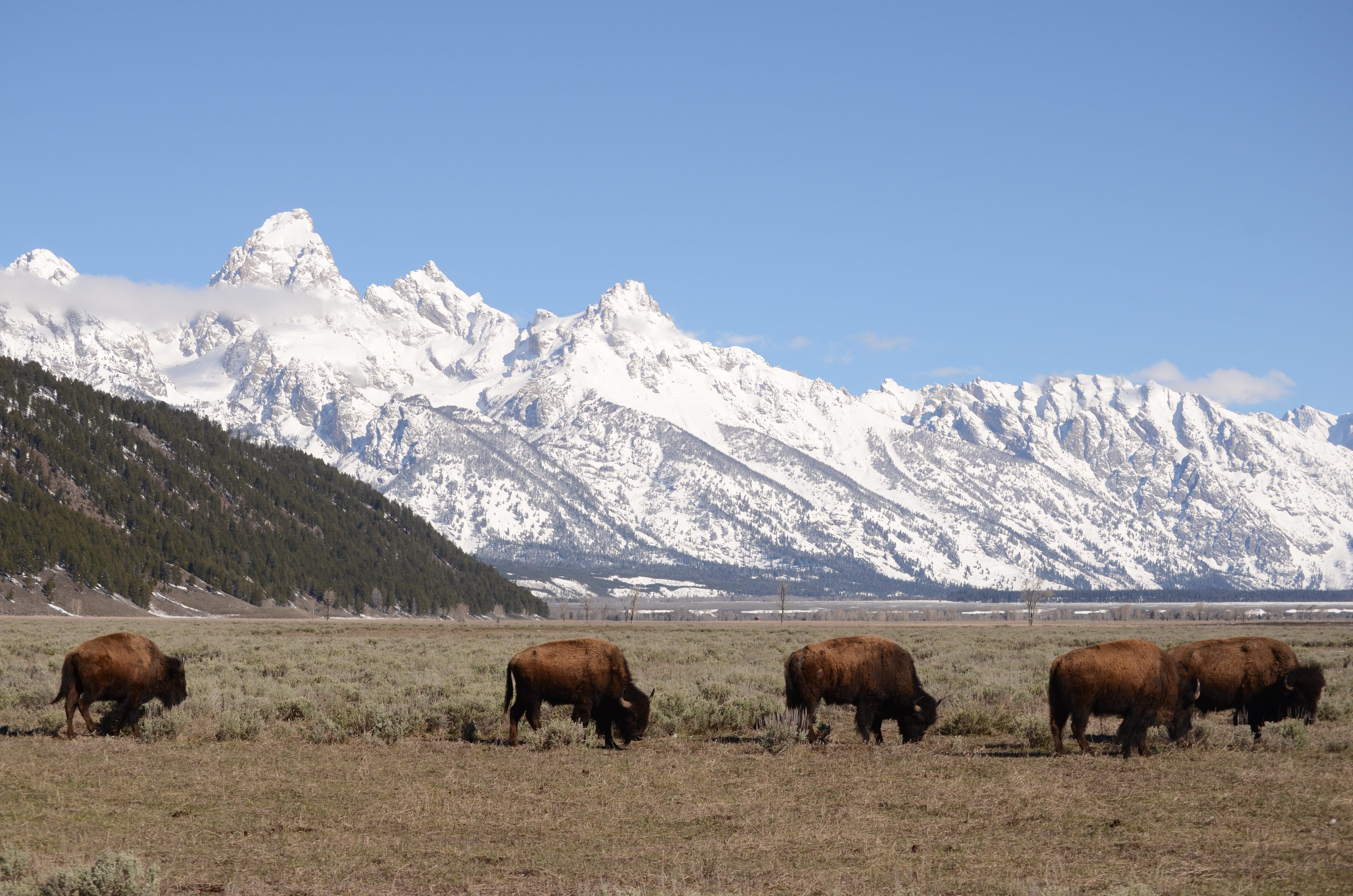group of animals, land, herbivorous, livestock, tetons, animal, mountain range, buffalo, beauty in nature, scenics - nature, bison, cold temperature, teton mountains, HD Wallpaper