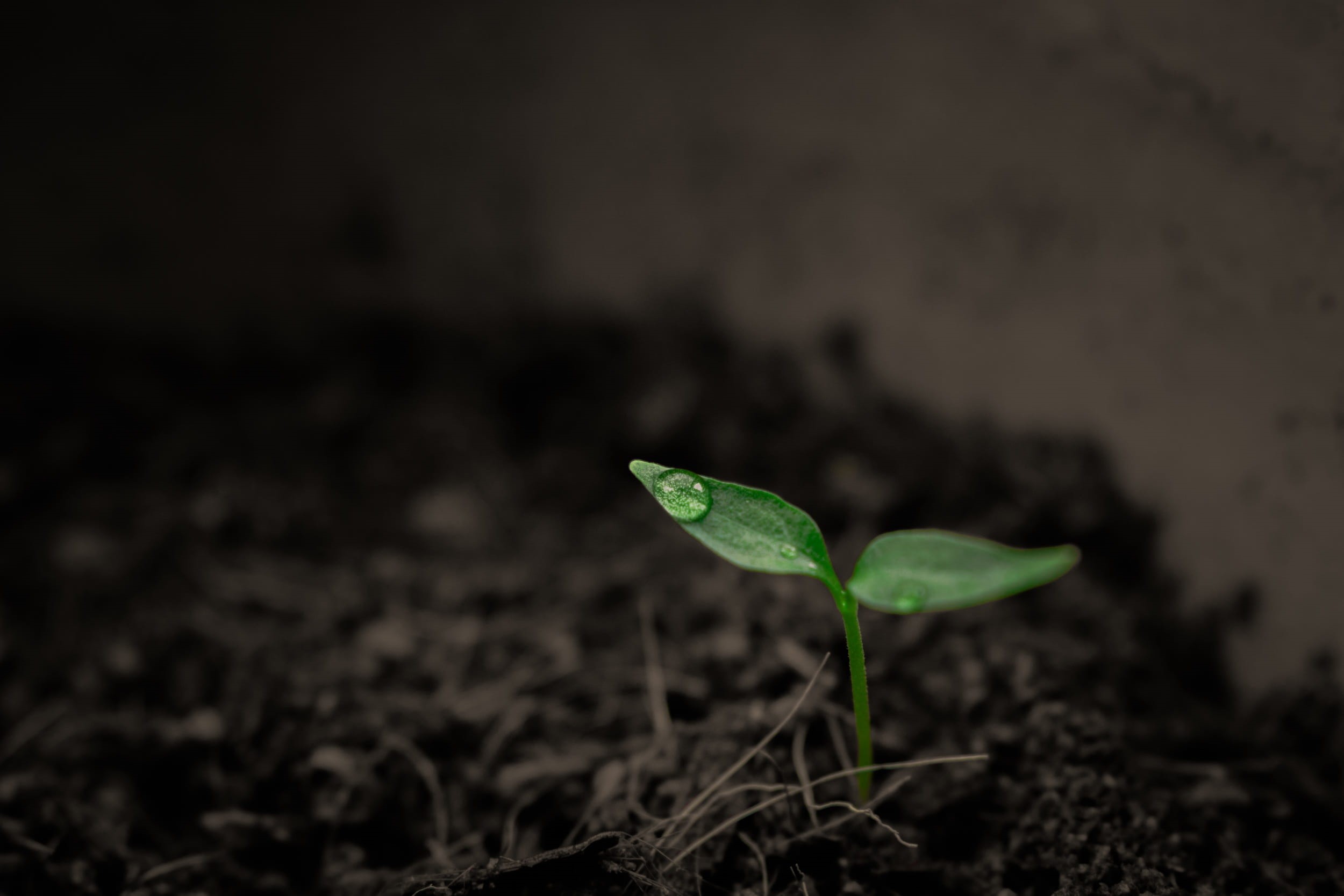 selective, leaf, outdoors, nature, food and drink, singular, small, no people, planting, close-up, care, plant, vulnerability, grow up, gardening, dirt, HD Wallpaper