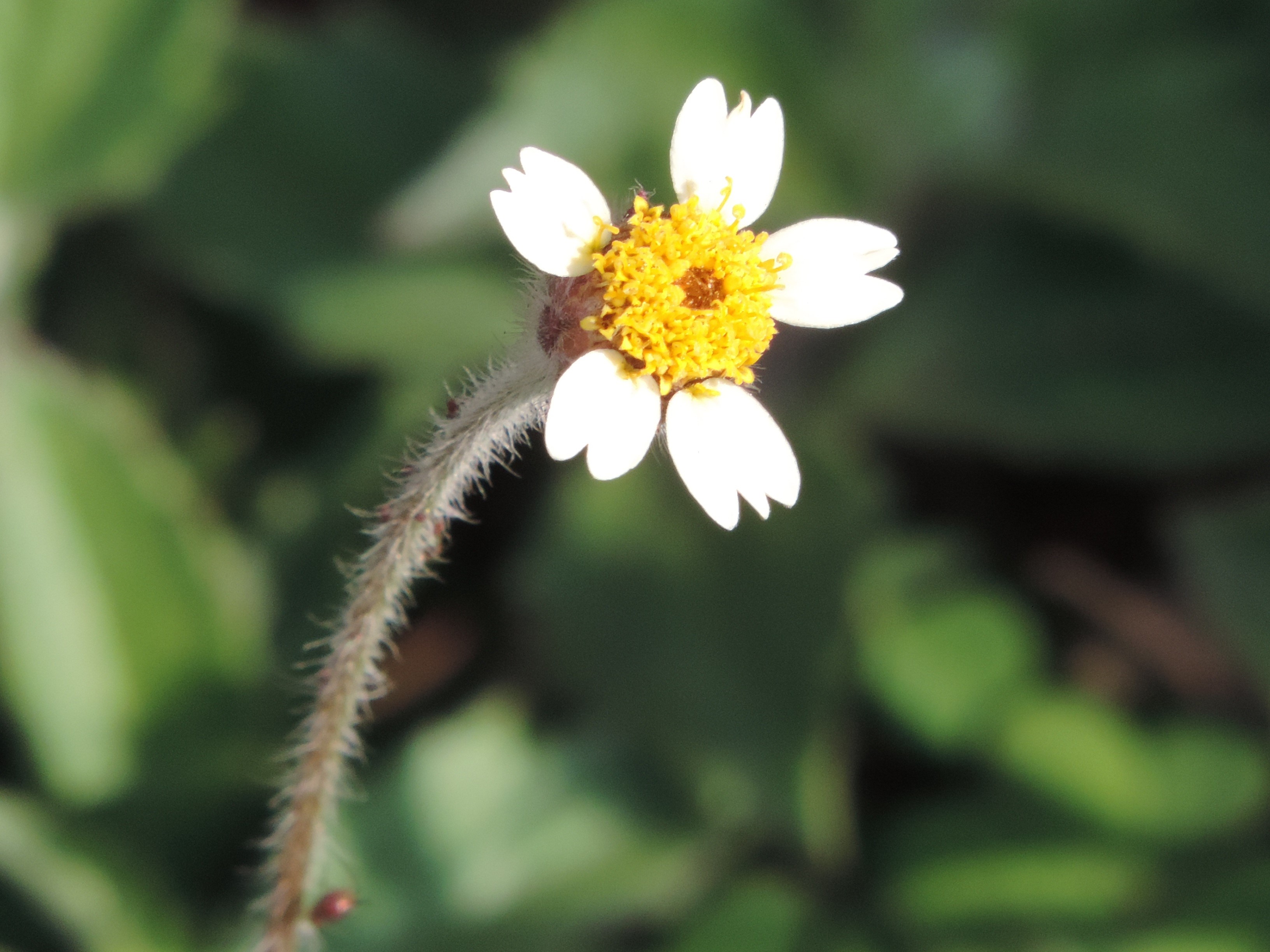 freshness, flowering plant, inflorescence, singular, petal, close-up, flower head, yellow, flowers, flower, summer, day, tranquility, no people, 2K, fragility, HD Wallpaper