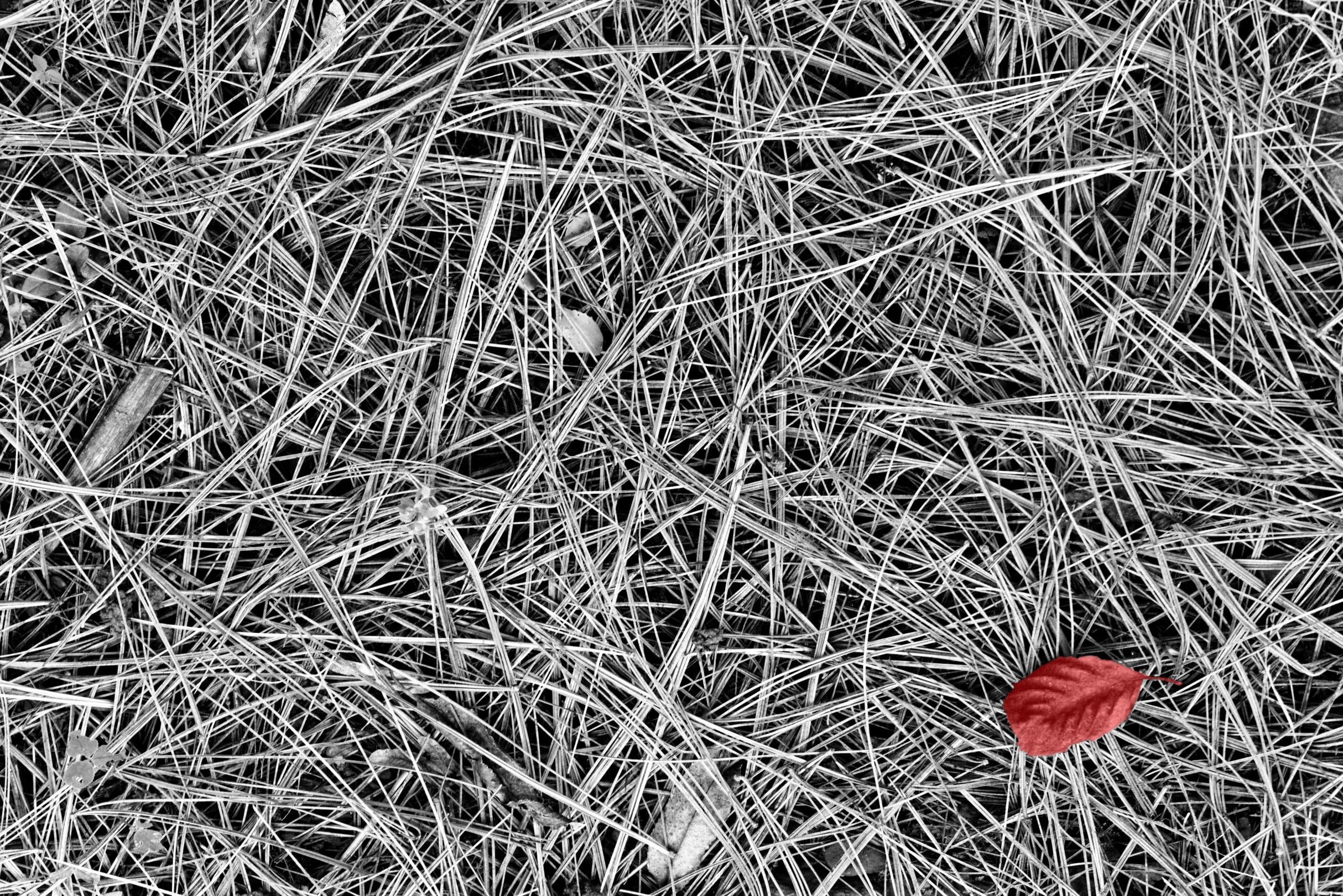 field, high angle view, land, grass, beauty in nature, flowering plant, leaf, outdoors, fragility, red, plant, singular, growth, freshness, day, 1080P, HD Wallpaper