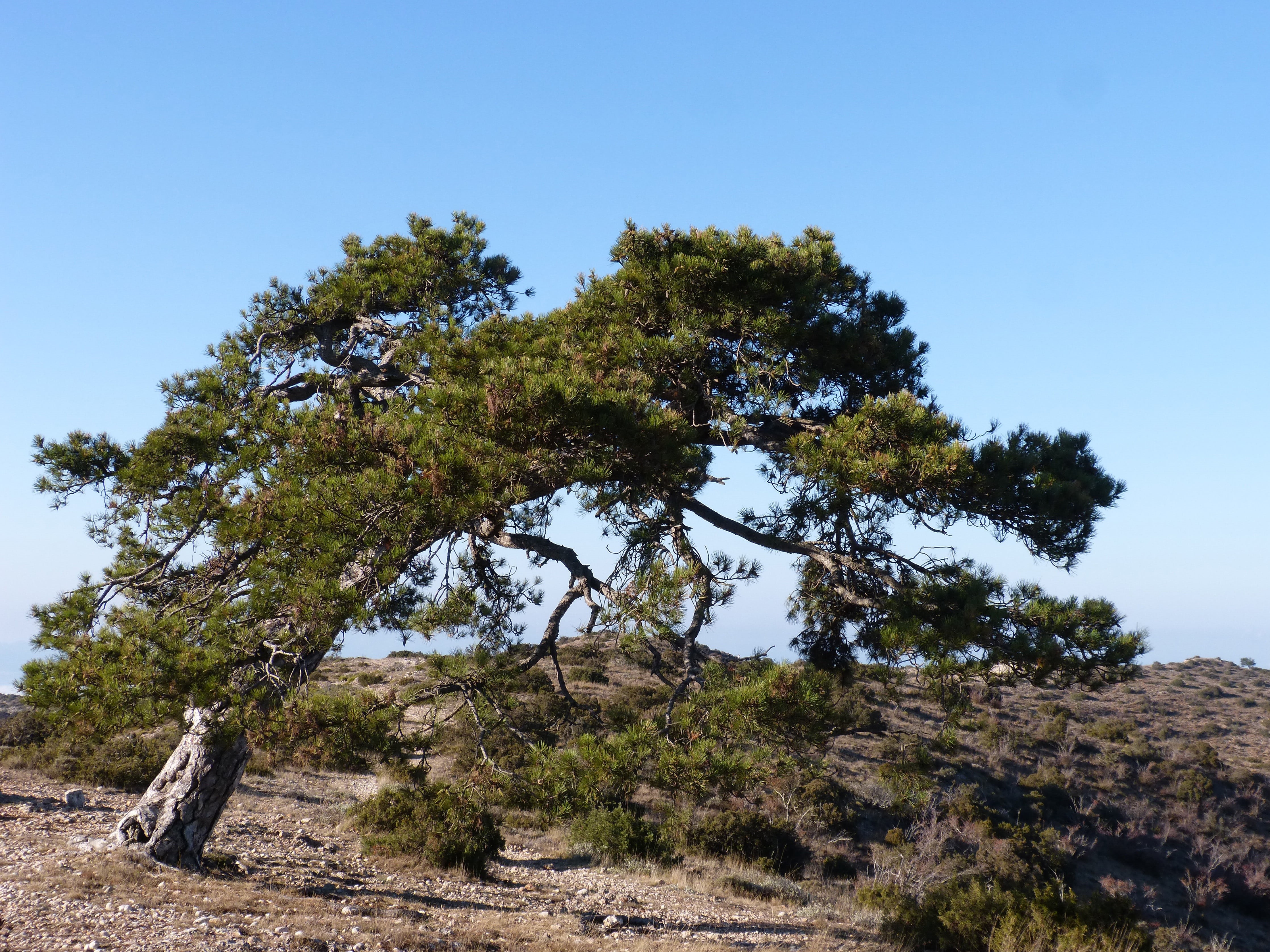 outdoors, field, tranquil scene, nature, day, no people, land, landscape, montsant, 4K, non-urban scene, environment, sunlight, growth, pi cugat, singular tree, HD Wallpaper