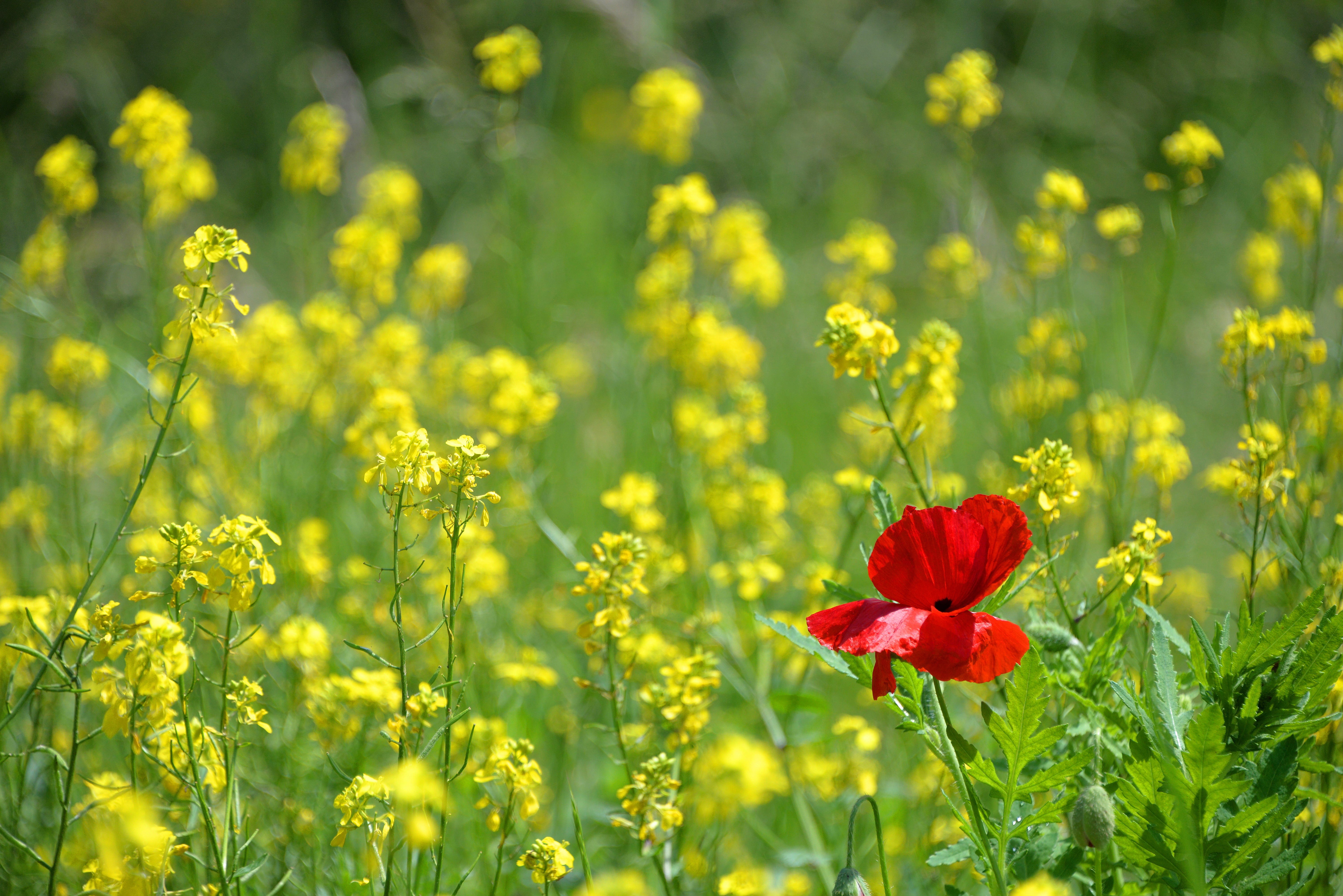 green color, hope, springtime, female, vulnerability, outdoors, freshness, chart, isolated form, yellow, distinction, nature, original, landscape, dominant, HD Wallpaper