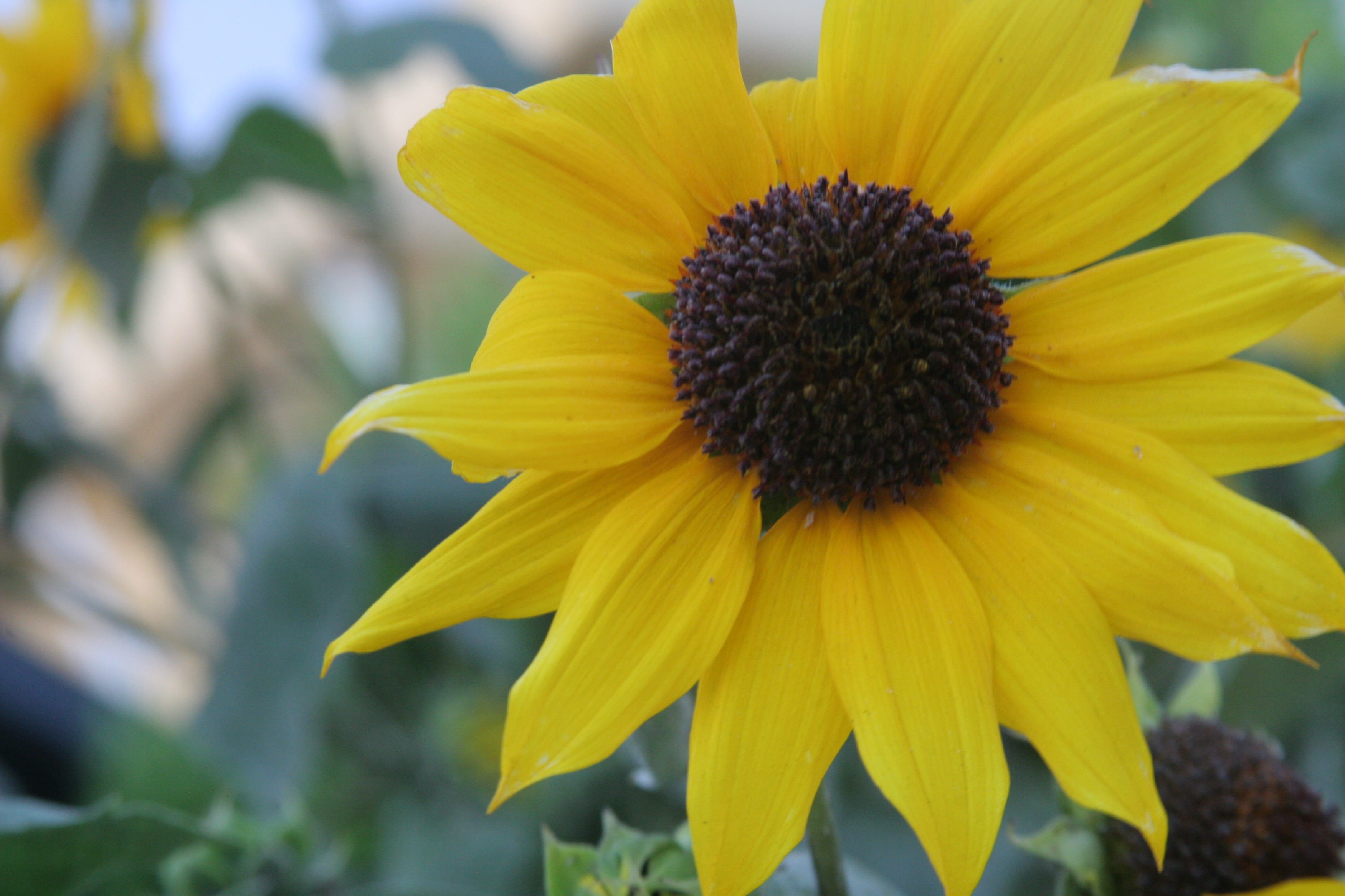 freshness, inflorescence, growth, pollen, day, focus on foreground, 2K, no people, flowering plant, fragility, plant, helianthus annuus, outdoors, singular, HD Wallpaper