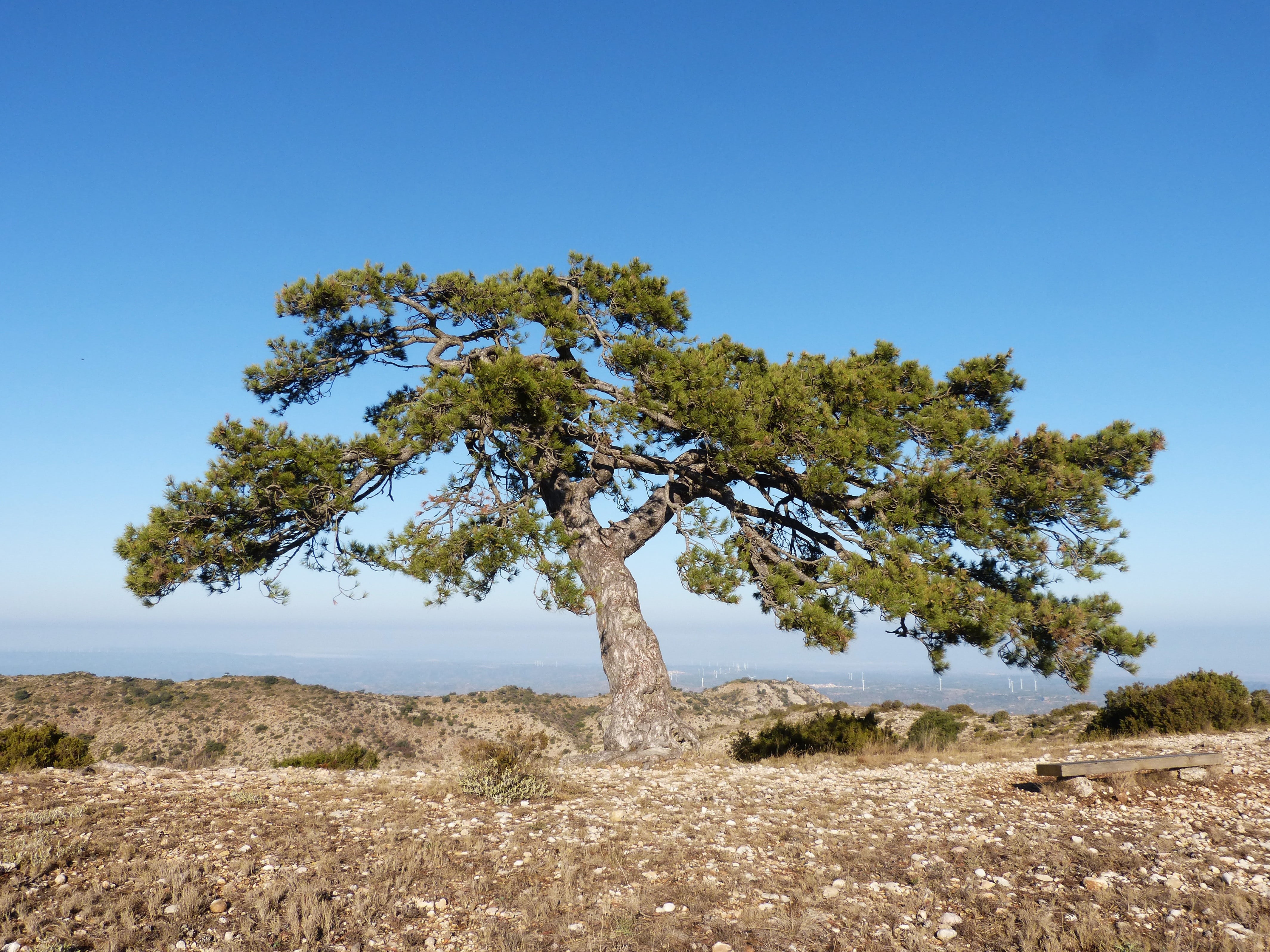 montsant, arid climate, day, grass, coniferous tree, tranquil scene, nature, environment, tranquility, tree, plant, pi cugat, scenics - nature, 4K, land, HD Wallpaper
