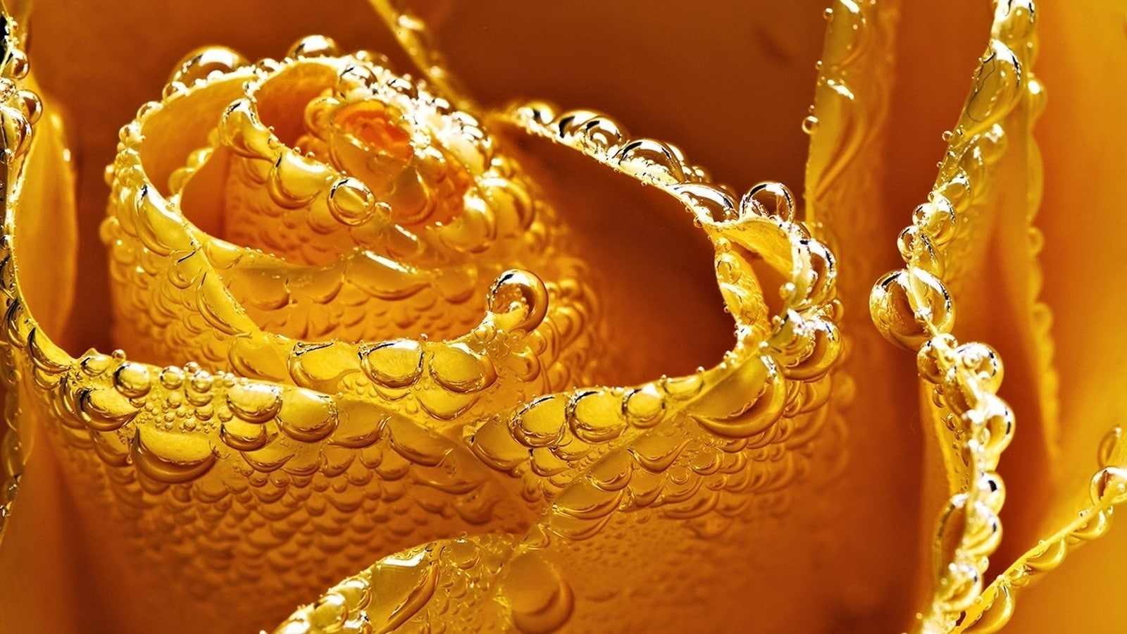 dew, selective focus, indoors, art and craft, freshness, jewelry, creativity, yellow flowers, ornate, rose, drink, yellow, full frame, flowers, 720P, orange color, HD Wallpaper
