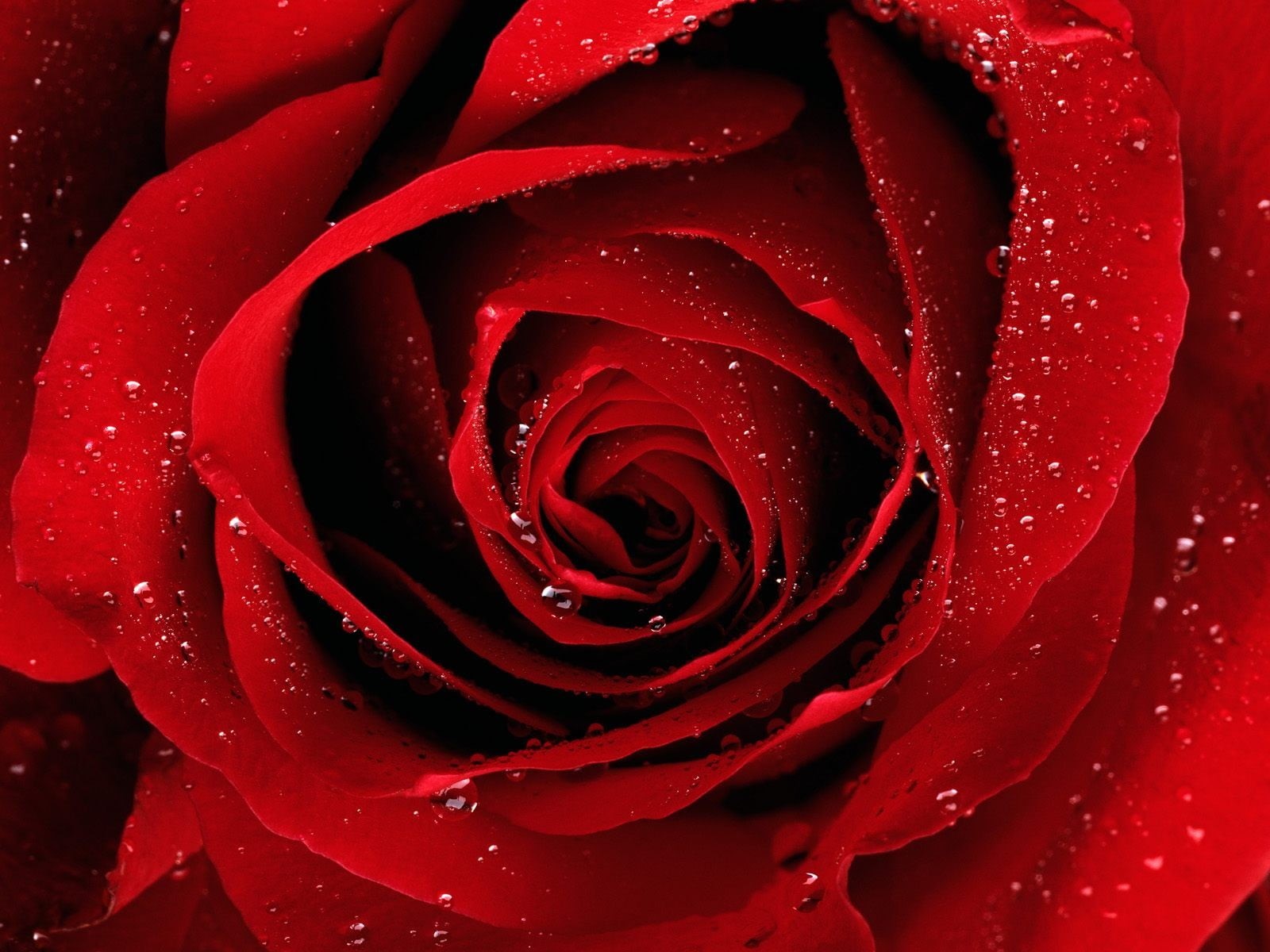 vulnerability, inflorescence, flowering plant, flower, water drops, beauty in nature, 720P, backgrounds, freshness, no people, wet, full frame, red flowers, HD Wallpaper