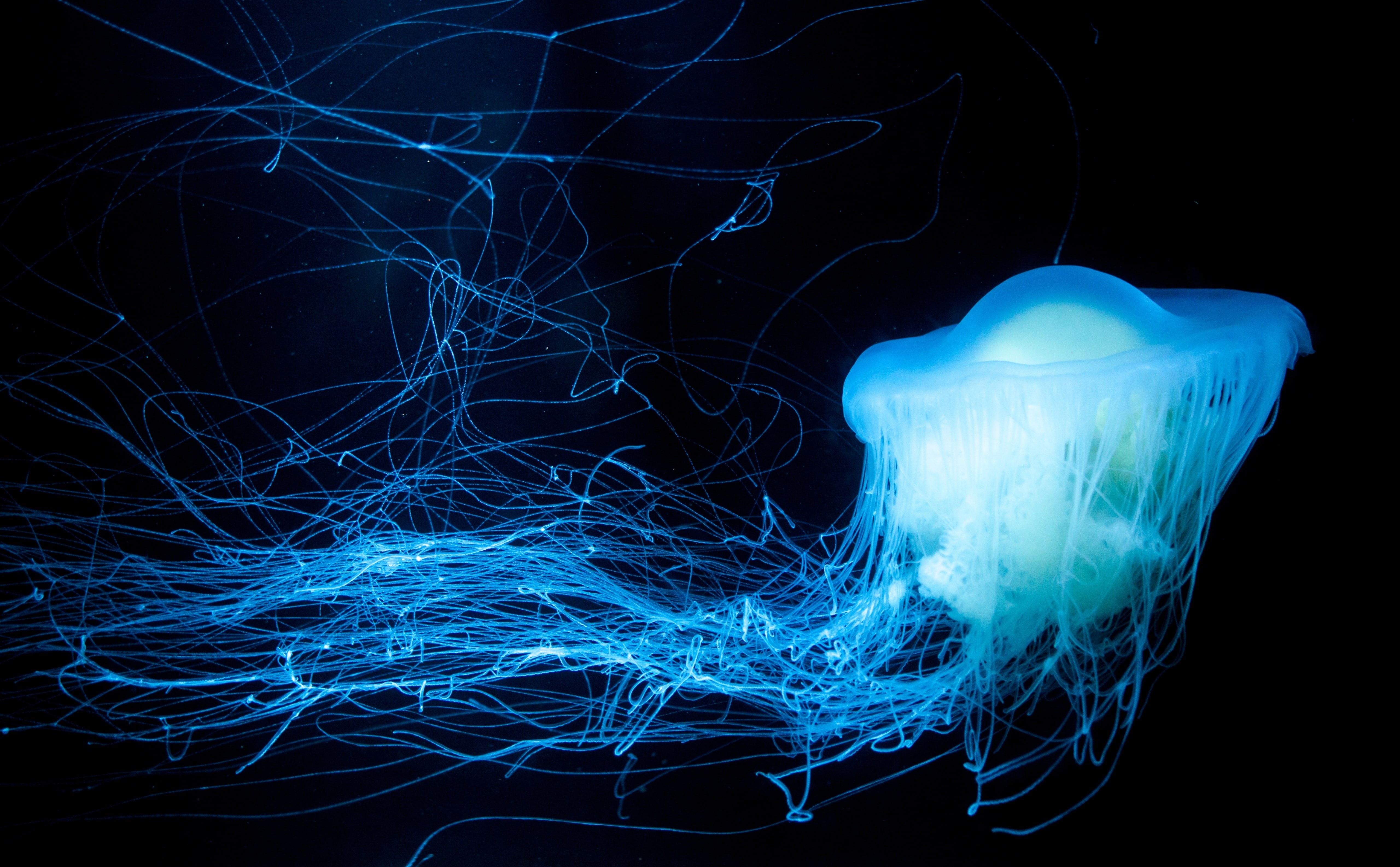 Glow, no people, close-up, long exposure, Sea, invertebrate, Dark, black background, Blue, animal, motion, indoors, glowing, studio shot, abstract, pattern, HD Wallpaper