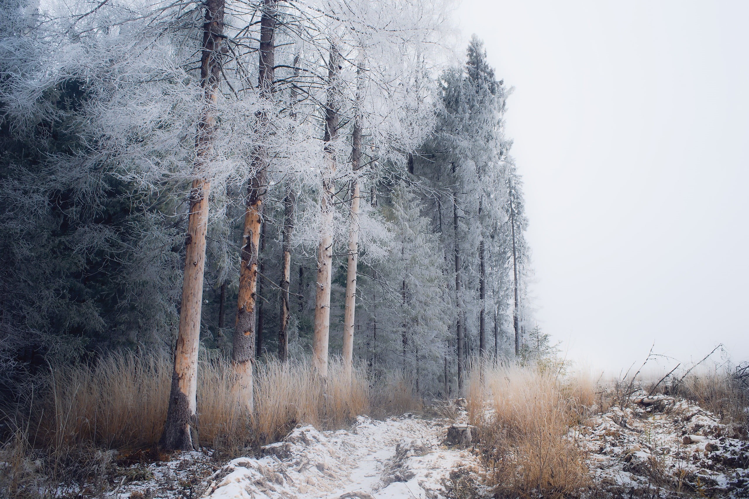 winter, snowing, cold temperature, snow, day, scenics - nature, forest, pine, frozen, 2K, non-urban scene, nature, covering, outdoors, no people, plant, HD Wallpaper