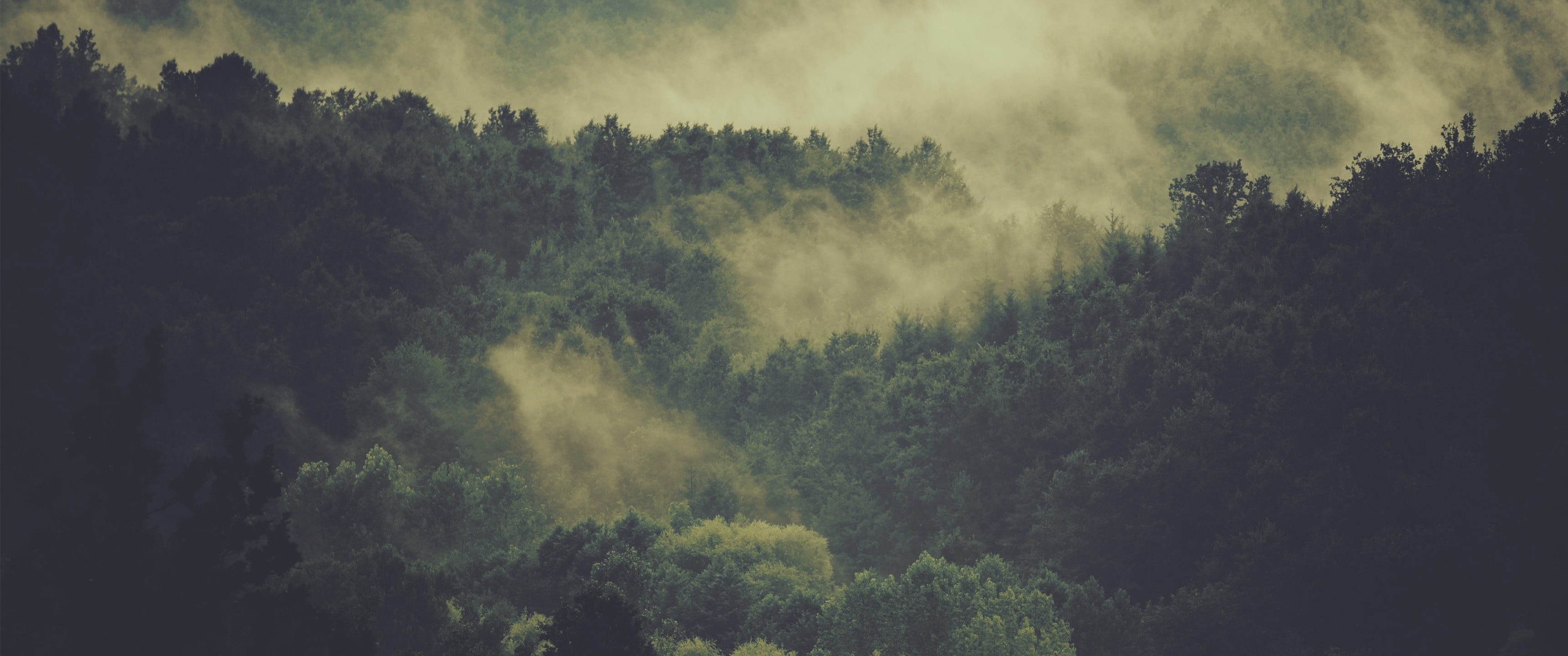 fog, woodland, outdoors, nature, no people, rainforest, tranquil scene, cloud - sky, green, forest, foliage, land, pine tree, tranquility, growth, coniferous tree, HD Wallpaper