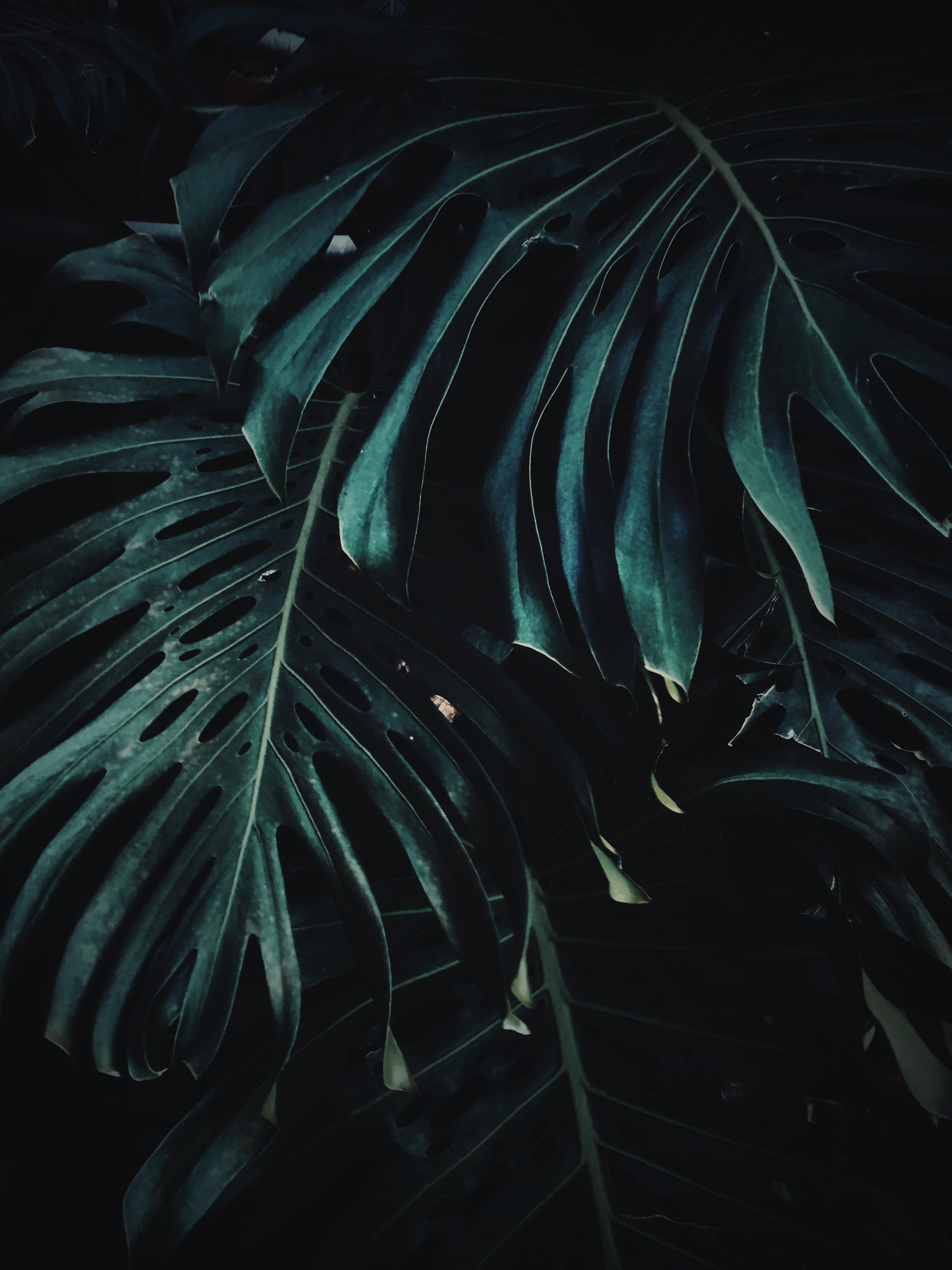 plants, freshness, close-up, green color, monstera, green, no people, growth, natural pattern, plant, softness, backgrounds, fragility, tranquility, nature, Phone HD Wallpaper